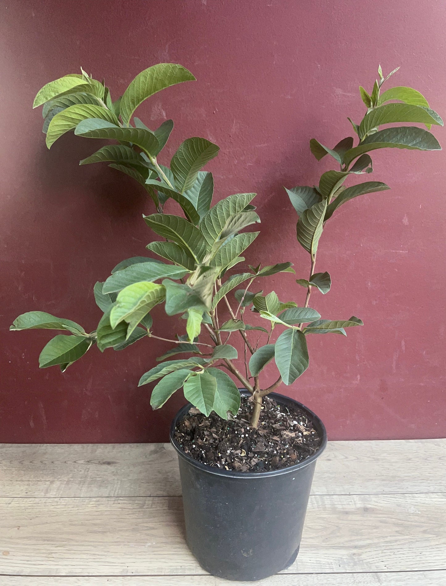 Guava Plant in 10" Pot, Jambu Batu, Psidium guajava, Pink Guava tree, No Ship to CA and HI