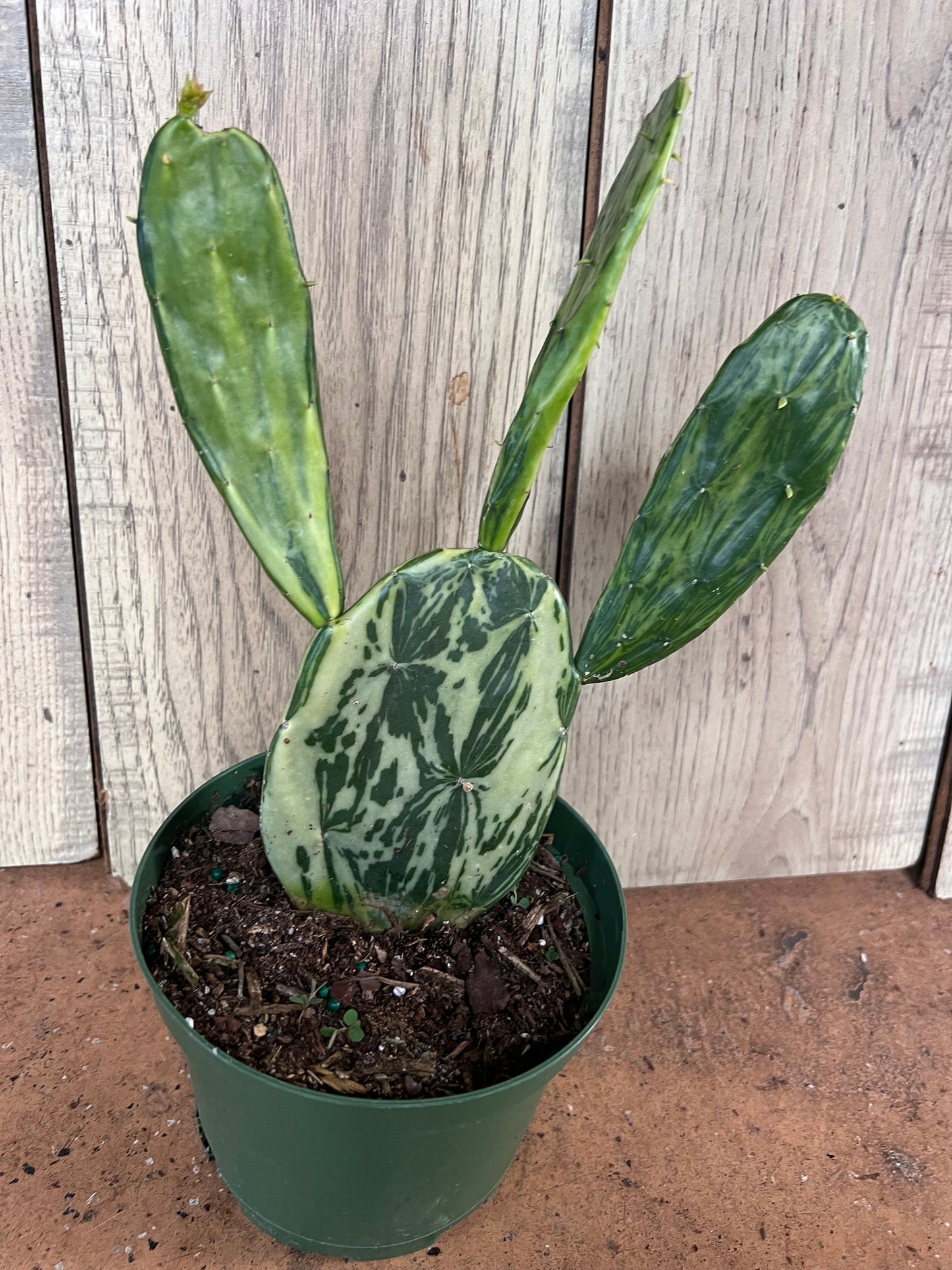 Variegated Opuntia, prickly pear variegated in 6" Pot, opuntia cactus