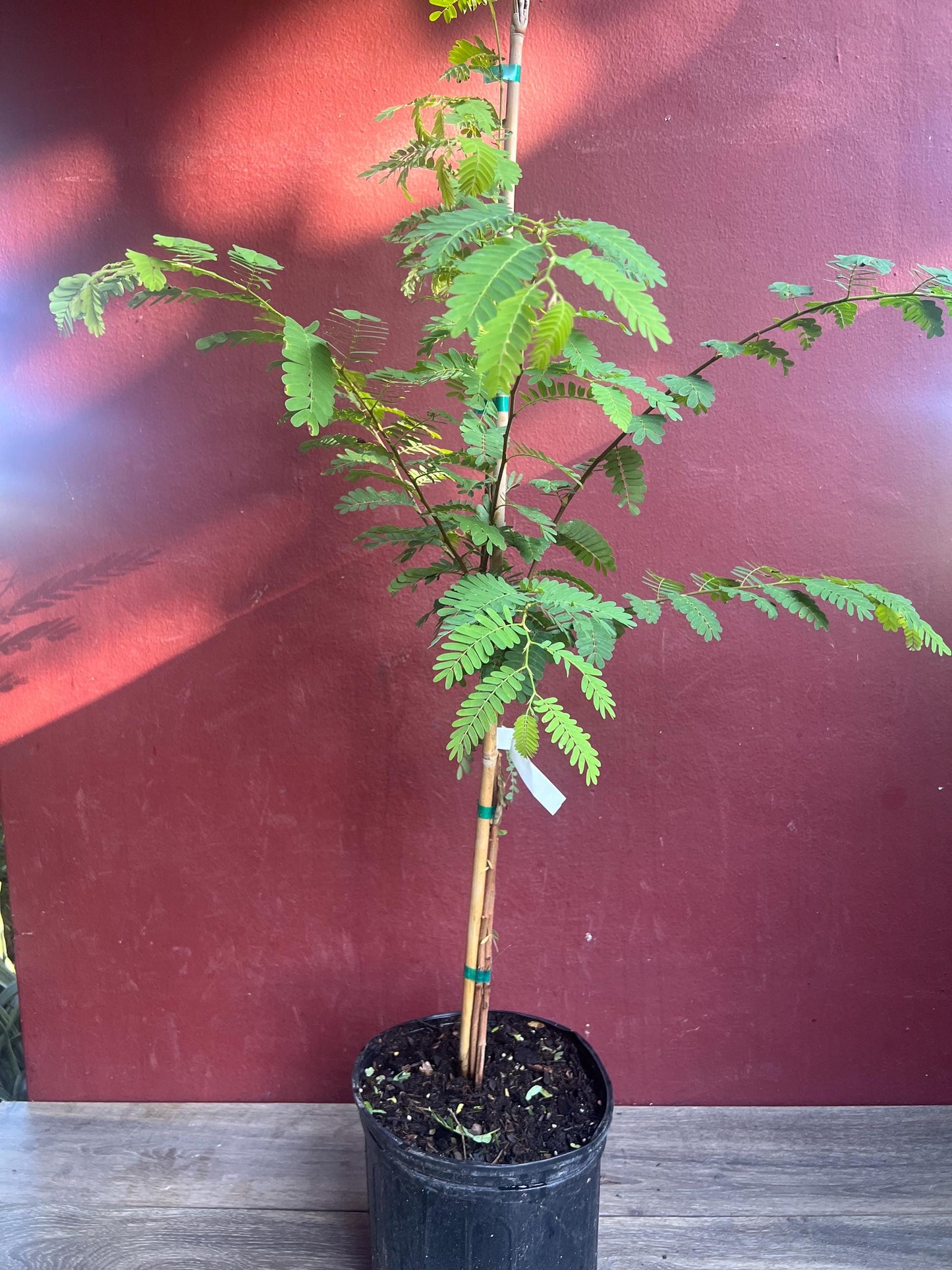 Tamarind tree, Tamarindus indica in 3 gallon Pot, Pohon Asem