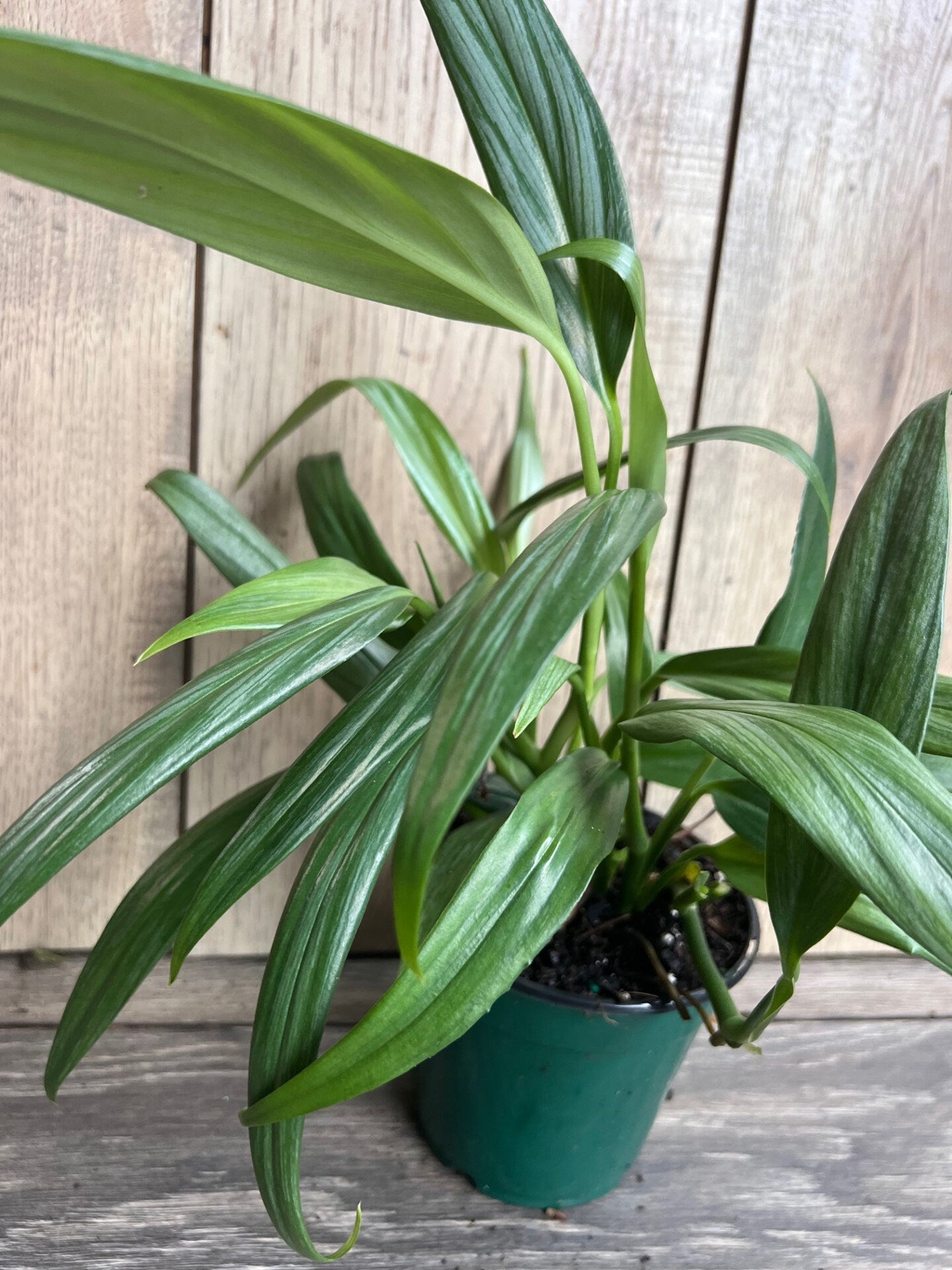 Epipremnum Amplissimum Silver in 4" Pot