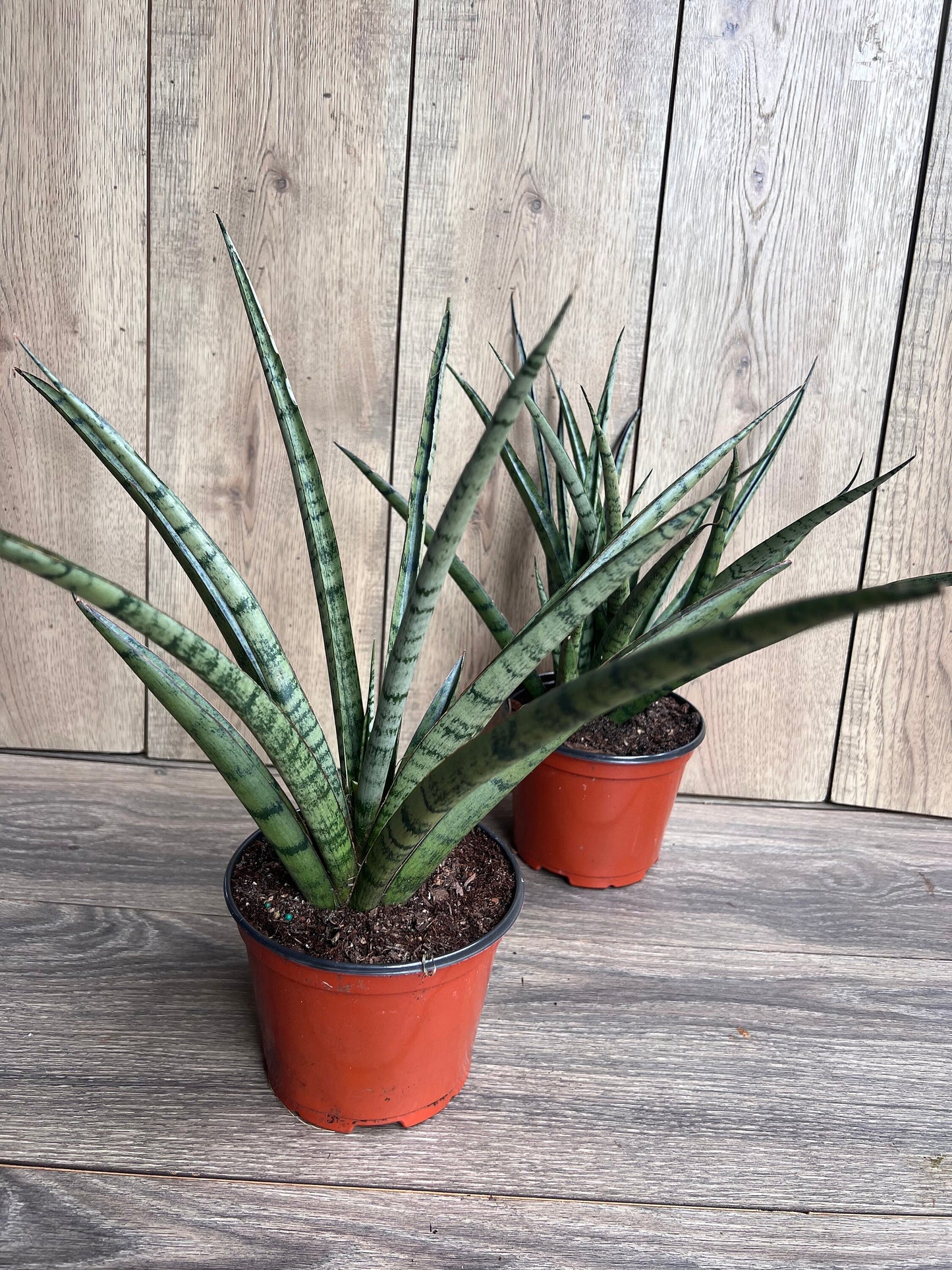 Sansevieria Javancia in 6" Pot