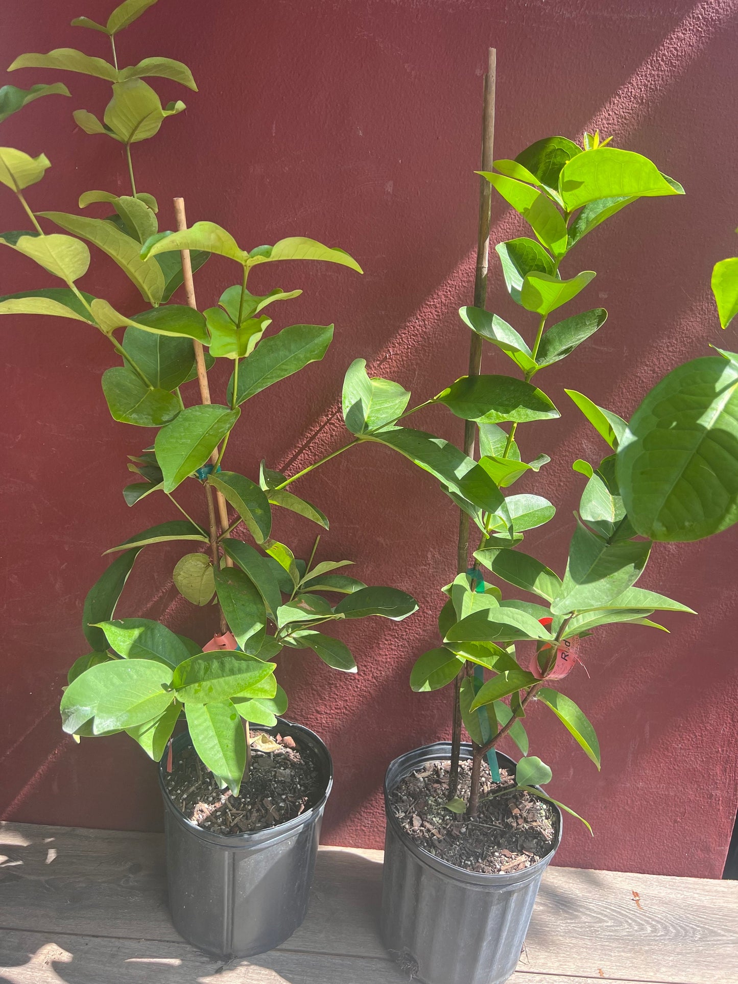 Red Wax apple, in 3 gallon, air layered, rose apple, jambu air, No Ship to CA and HI