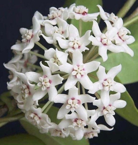 Hoya Australis Lisa in 6"Pot
