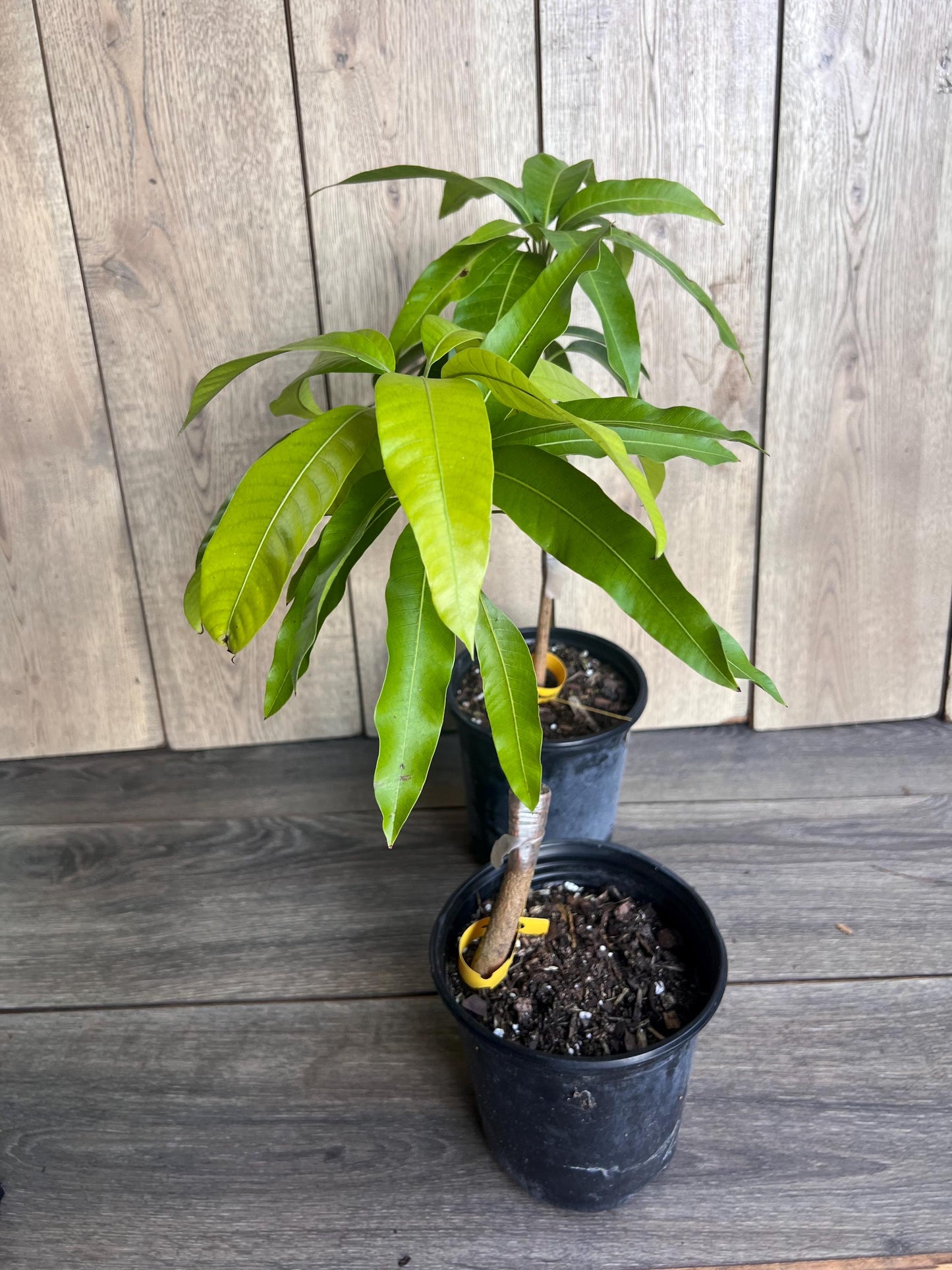 Glenn Mango Tree, grafted in 1/2 Gallon Pot