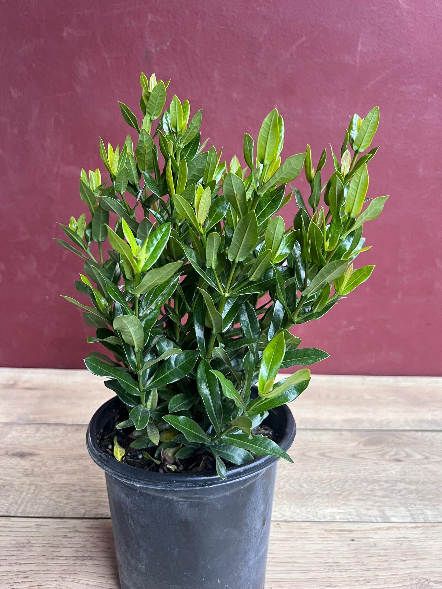 Ixora Taiwanese Red in 6" Pot, Carmen Dwarf Red, Ixora