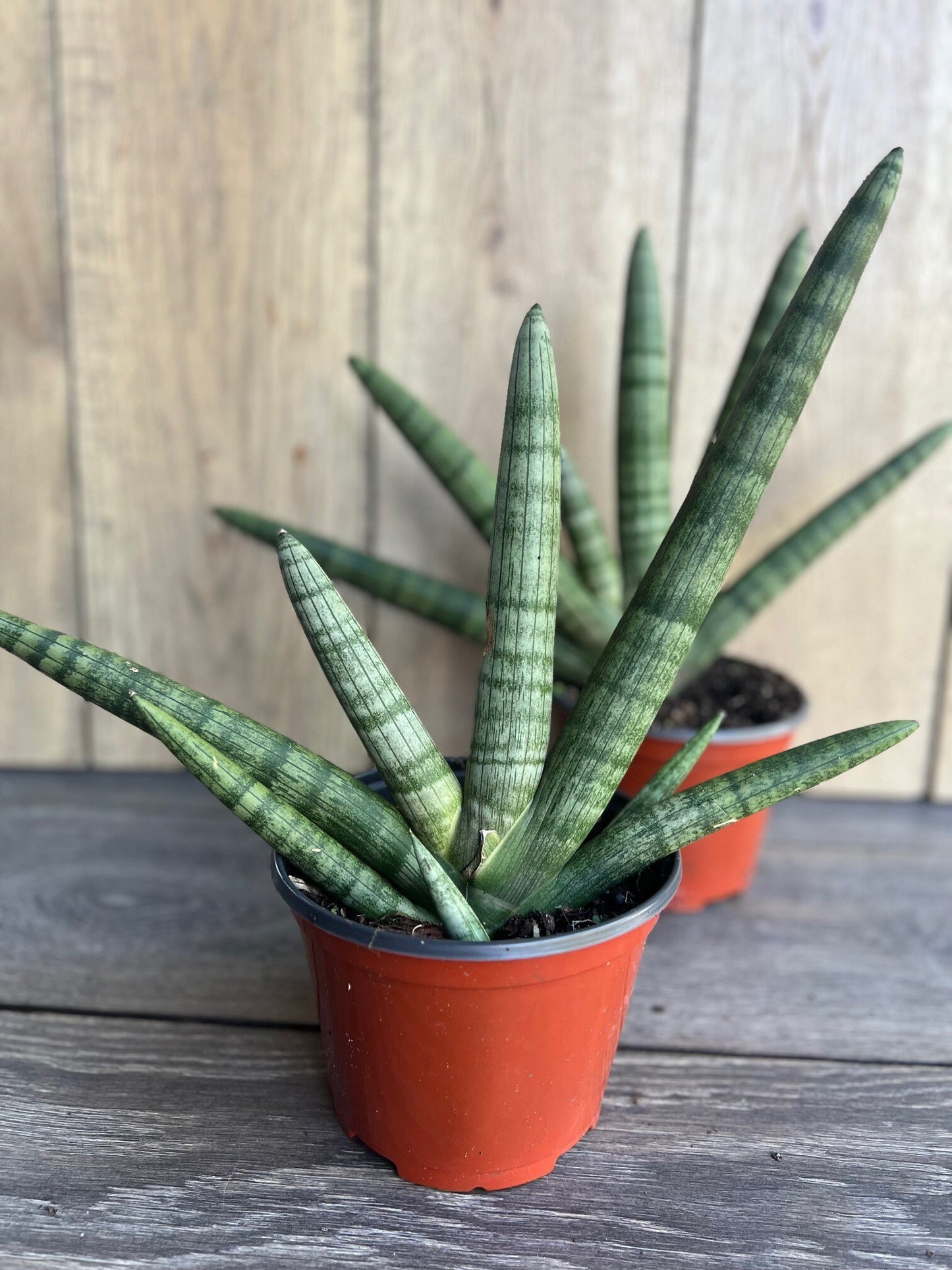 Sansevieria Starfish in 6" pot, Bonzel