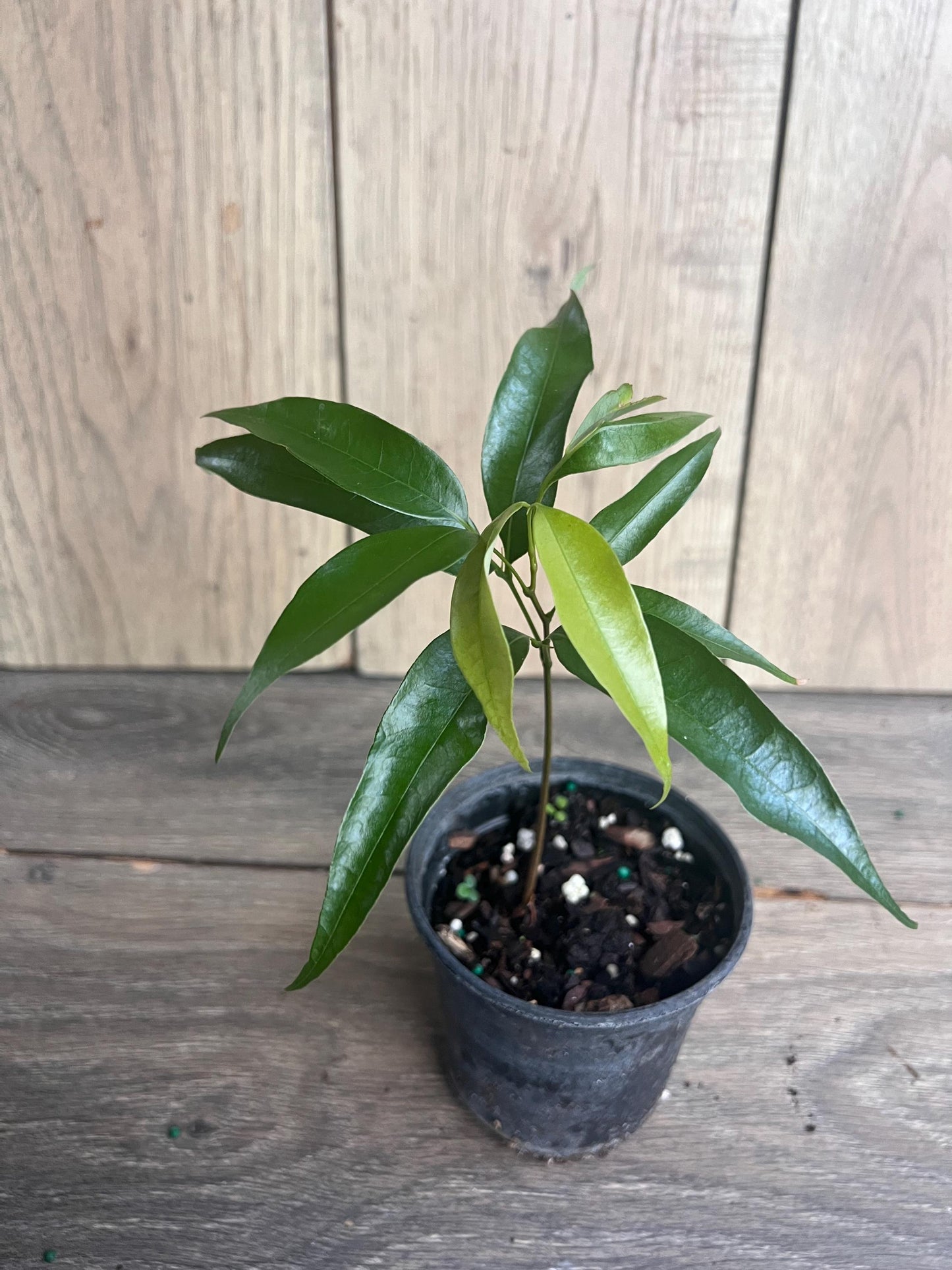 Sweetheart Lychee in 4" Pot
