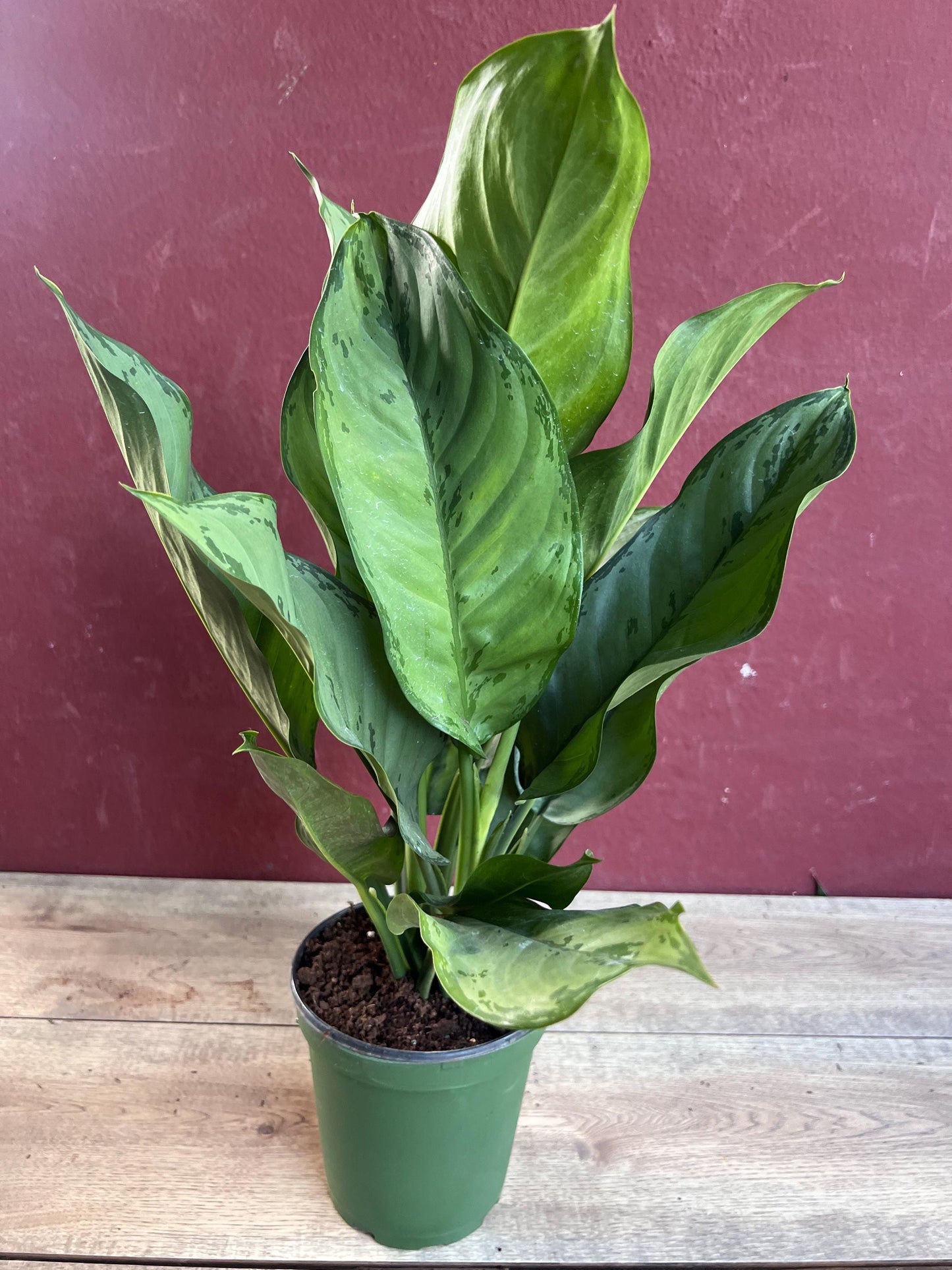 Aglaonema BJ Freeman, Chinese Evergreen, Arum Plant, Live House Plant, in 6" Pot