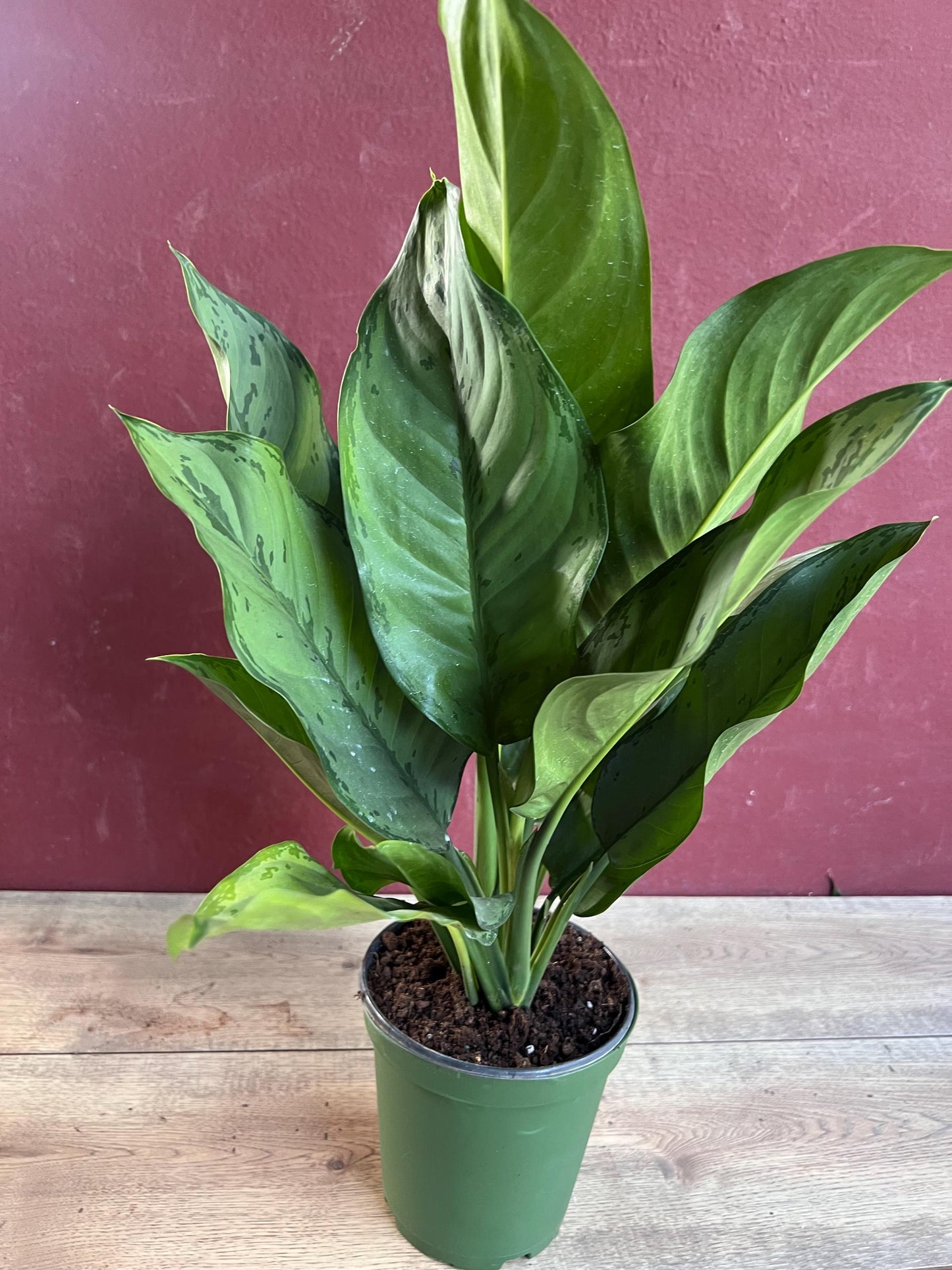 Aglaonema BJ Freeman, Chinese Evergreen, Arum Plant, Live House Plant, in 6" Pot