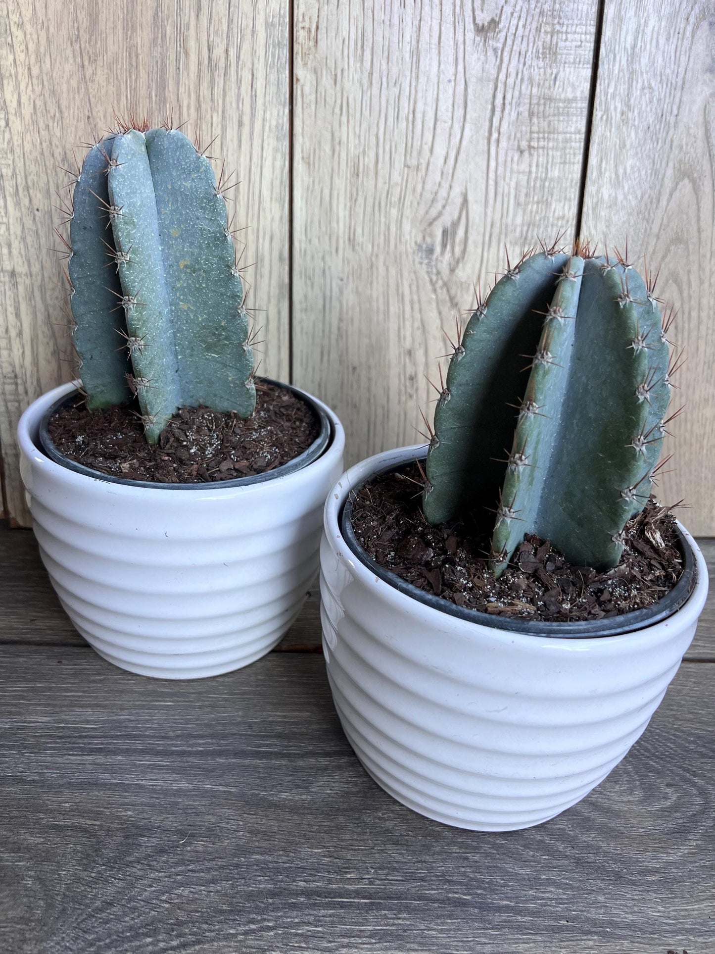 Cereus Peruvianus Cactus in 6" Pot, Giant Peruvian Apple Cactus