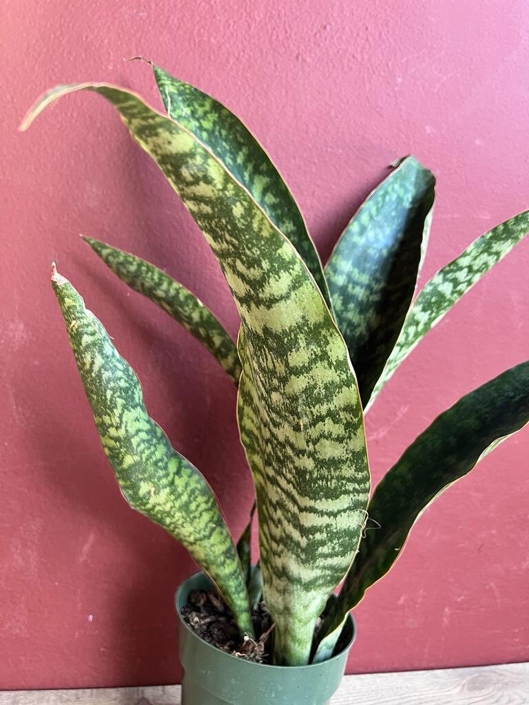Sansevieria Jaboa, in 6" pot, King Jaboa, Dracaena Jaboa