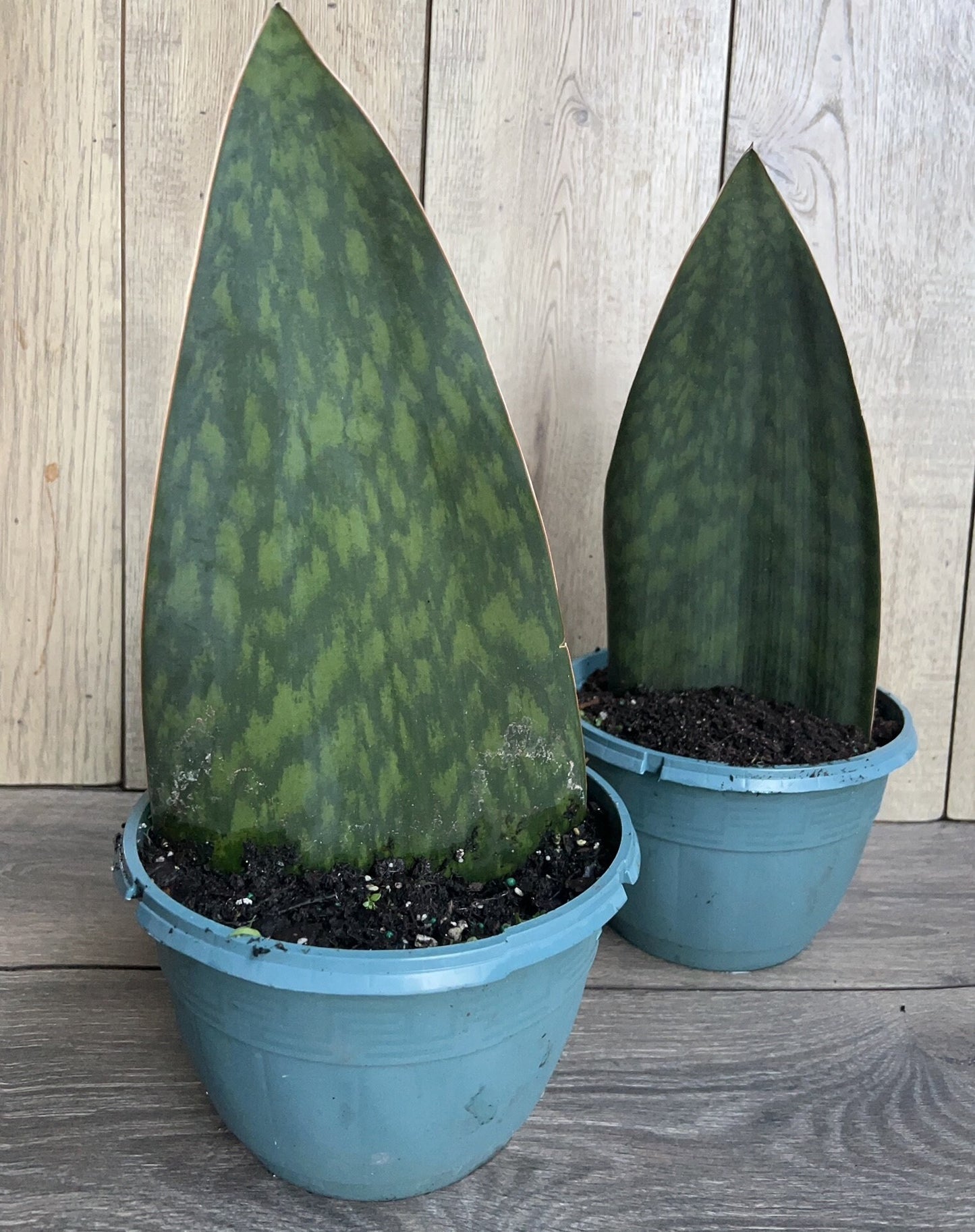 Sansevieria Masoniana, Sansevieria Whale Fin, Snake Plant in 8" Pot