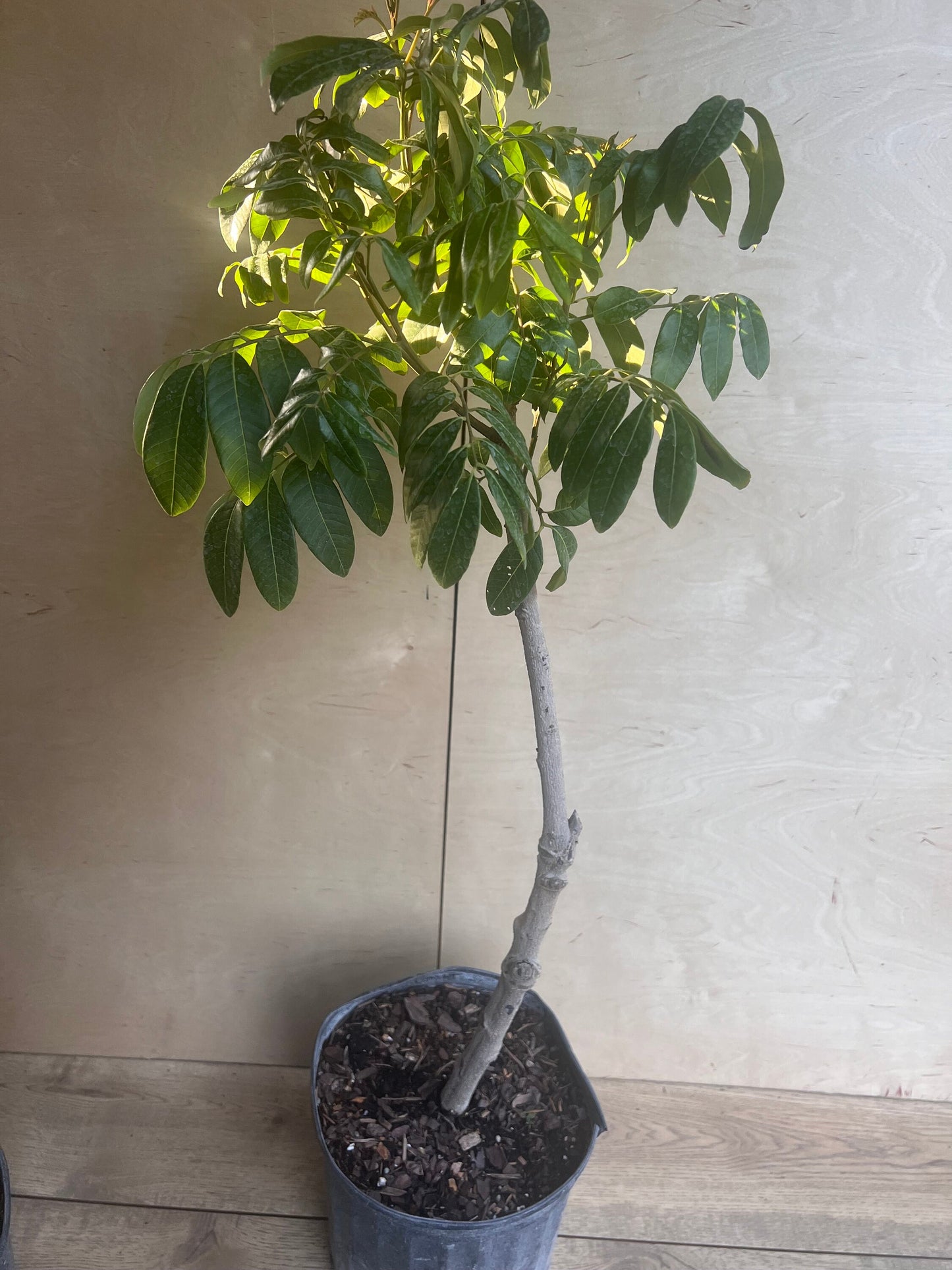 kohala longan in 10" Pot, air layered, lengkeng, kelengkeng, No Ship to CA and HI