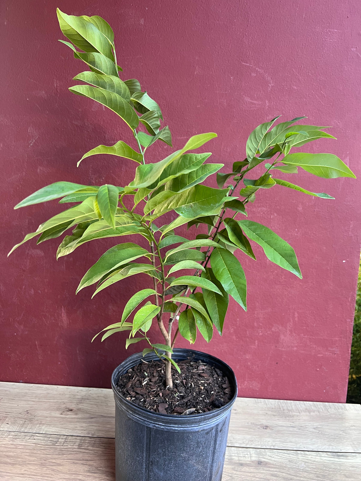 Sugar Apple in 10" pot , Srikaya, Annona Squamosa, Sweetsop Tree