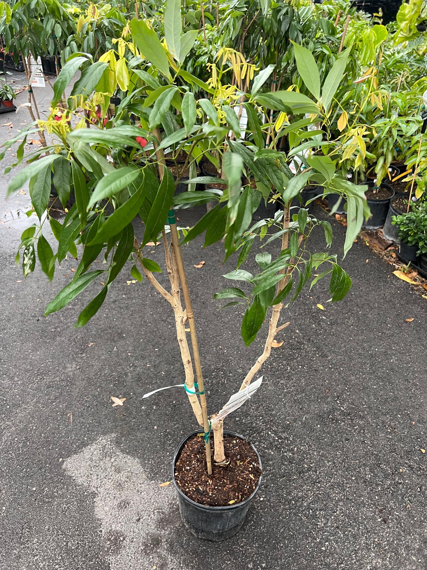 Brewster Lychee in 10" Pot, 3 to 4 Ft tall, grafted,No Ship to HI