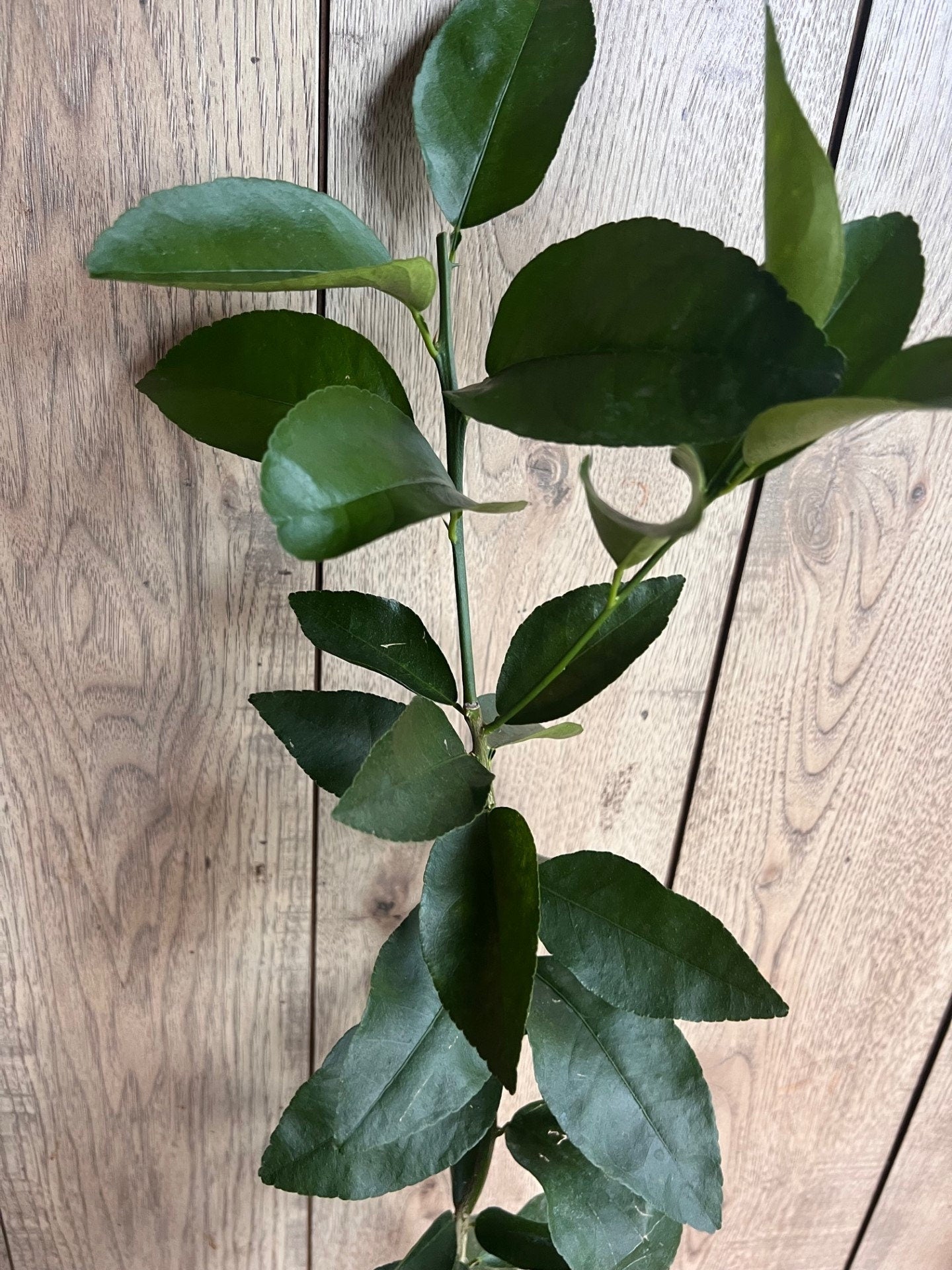 Valencia Orange Tree in half Gallon Pot, Grafted, Florida Shipping Only