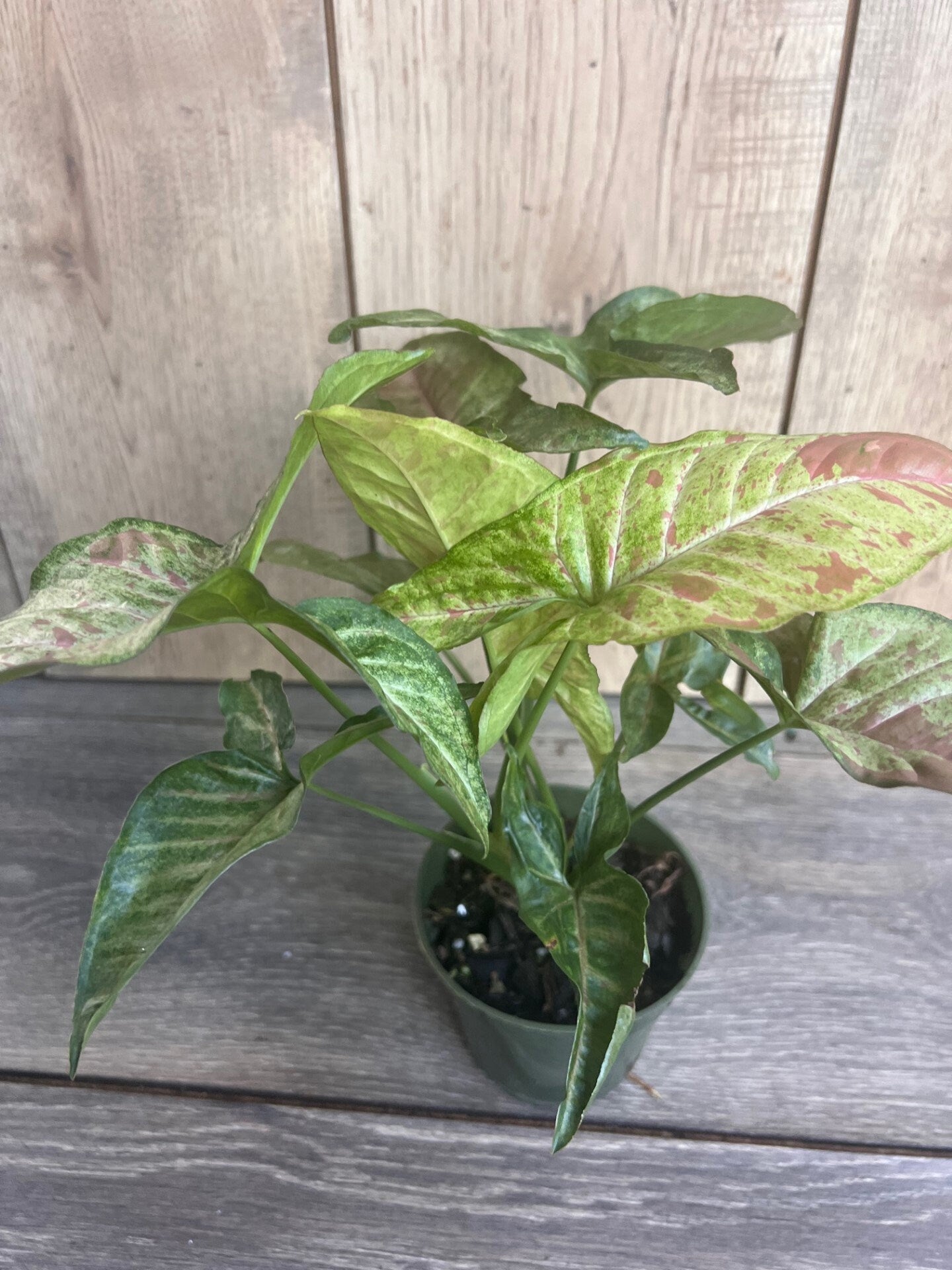 Syngonium Confetti in 4" Pot