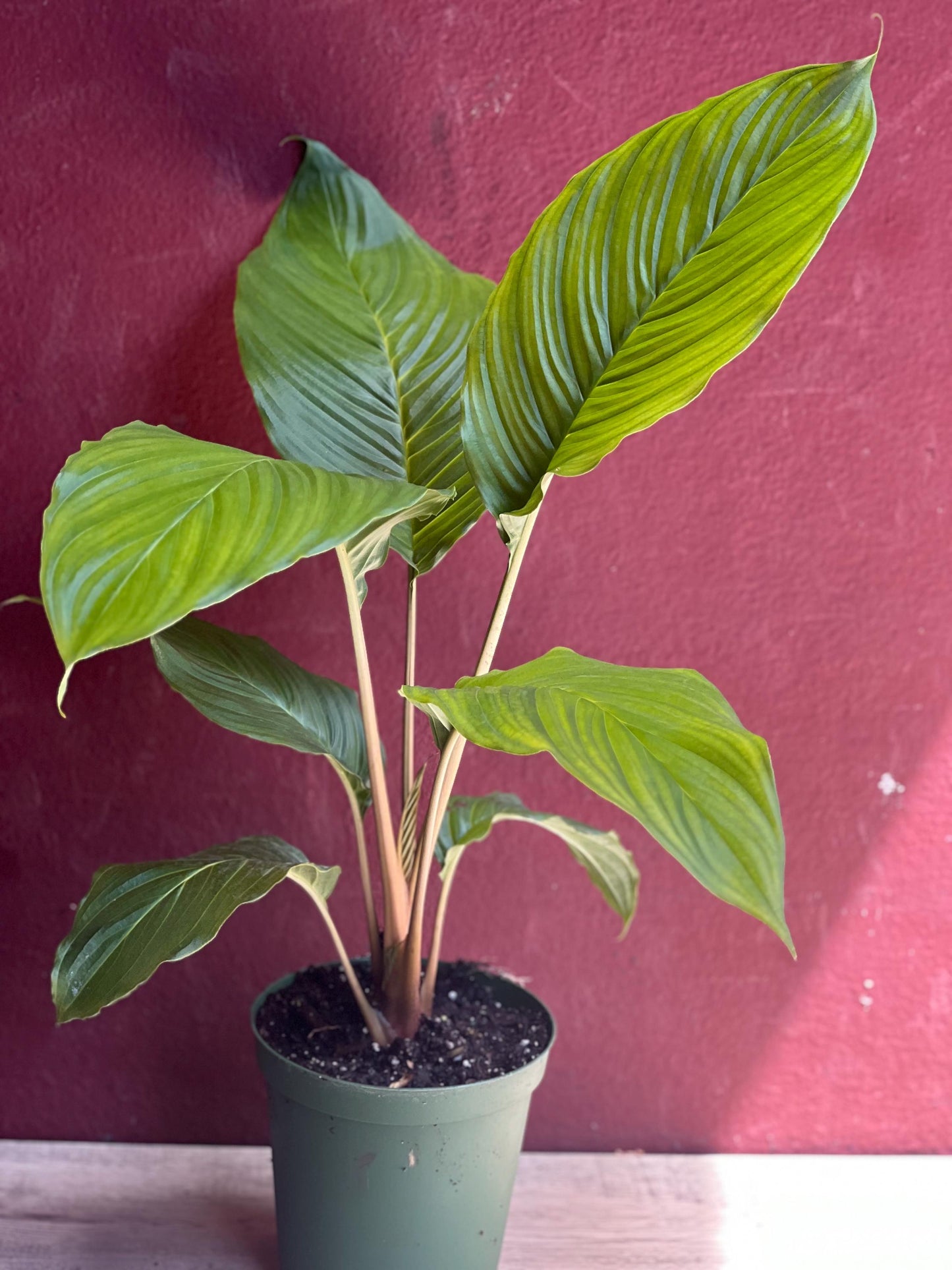 Tacca chantrieri, Bat flower in 6" pot, black bat Flower