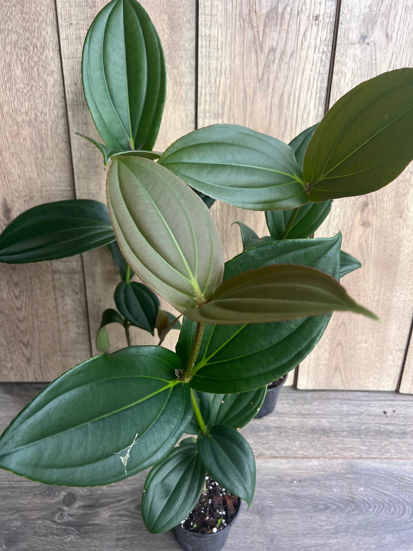 Medinilla myriantha – Malaysian Grapes in 4" Pot