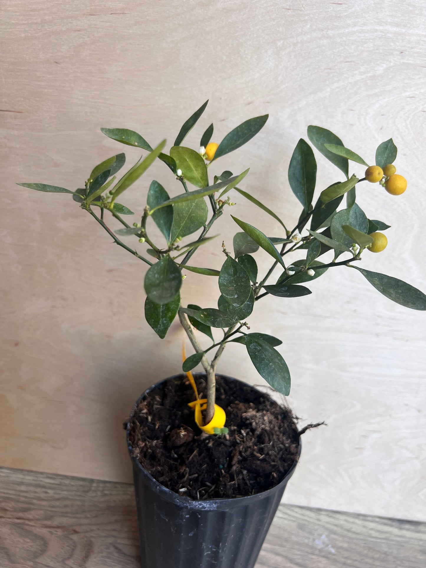 Callie Kumquat in half gallon, Meiwa and Nagami Hybrid, Florida Shipping Only