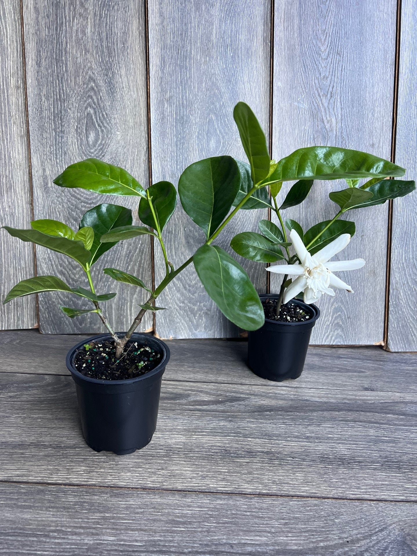 Gardenia in 4" pot