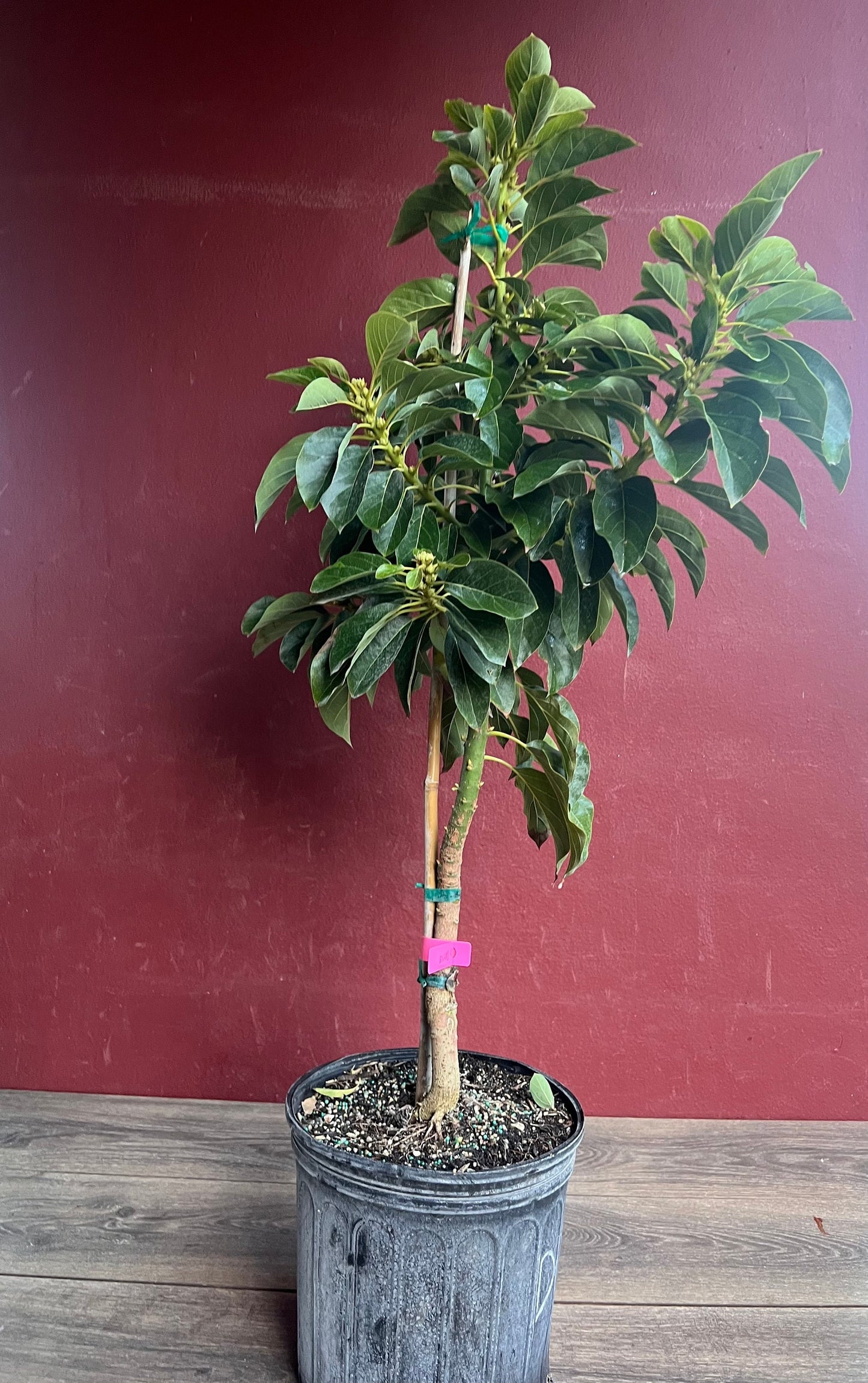 Avocado 'Choquette', Persia americana Tree , Grafted in 3 Gallon Pot, No Ship to HI