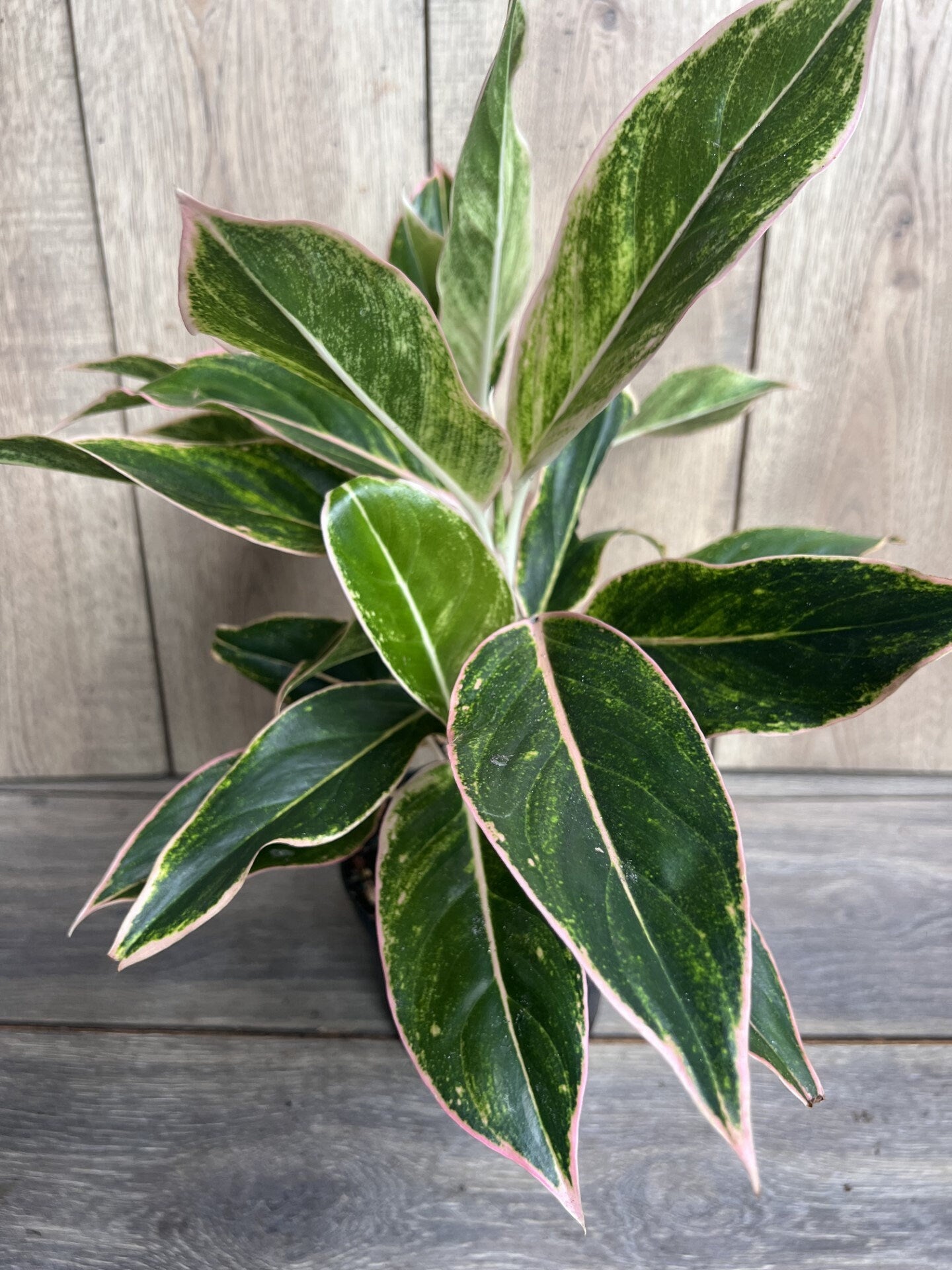Aglaonema Pink Siam, Siam Aurora Aglaonema in 6" Pot