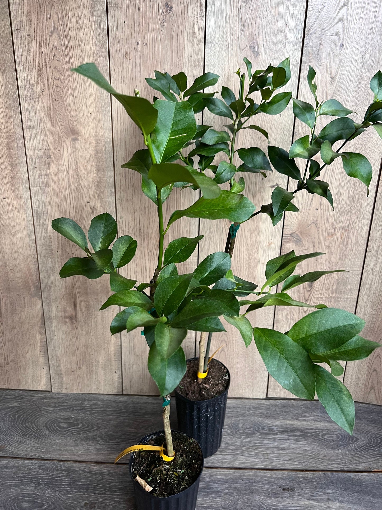 Harvey Lemon in half Gallon Pot, Grafted, Florida Shipping Only
