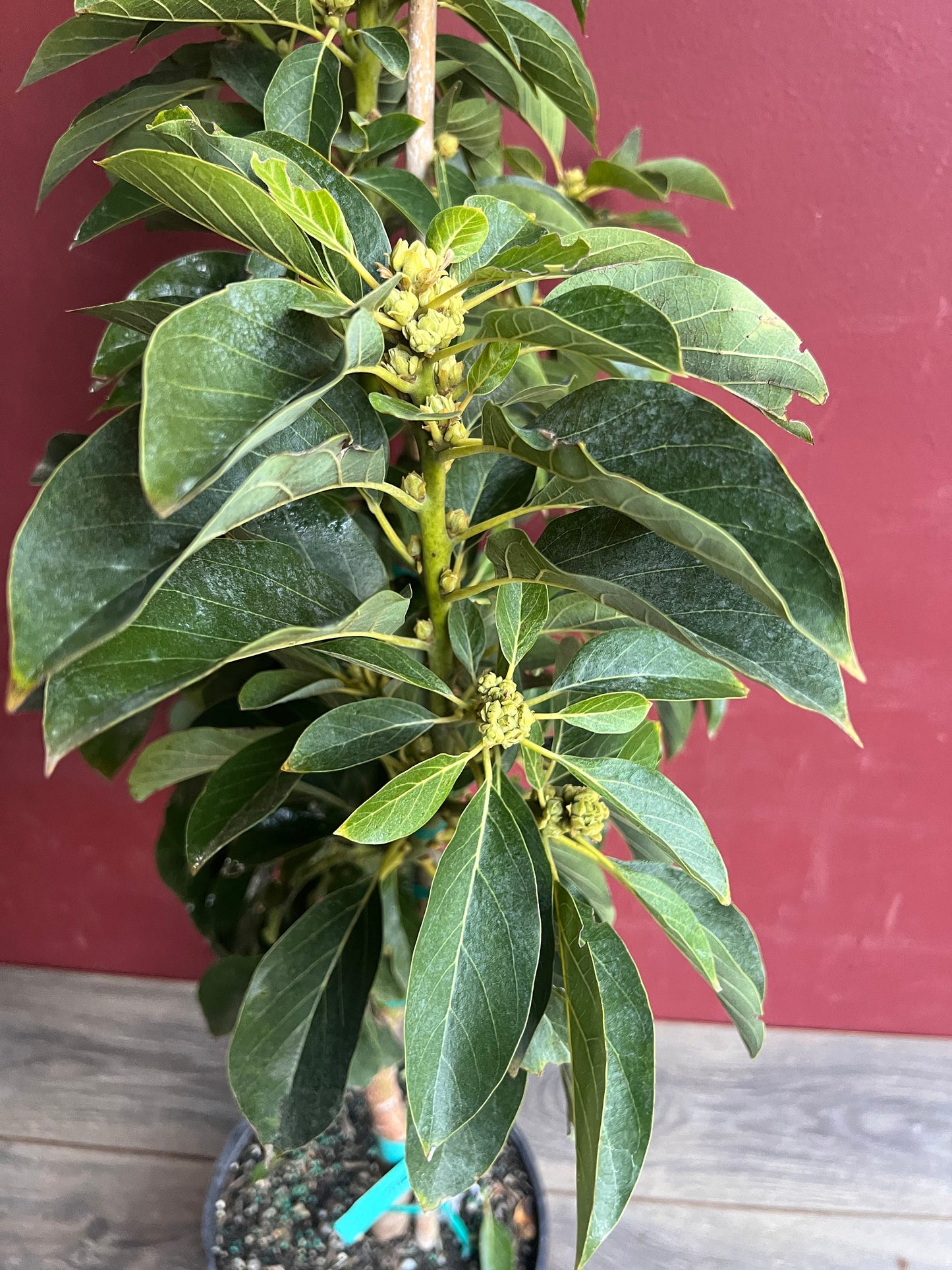 Russell Avocado Tree , Grafted in 3 Gallon Pot, No Ship to CA and HI