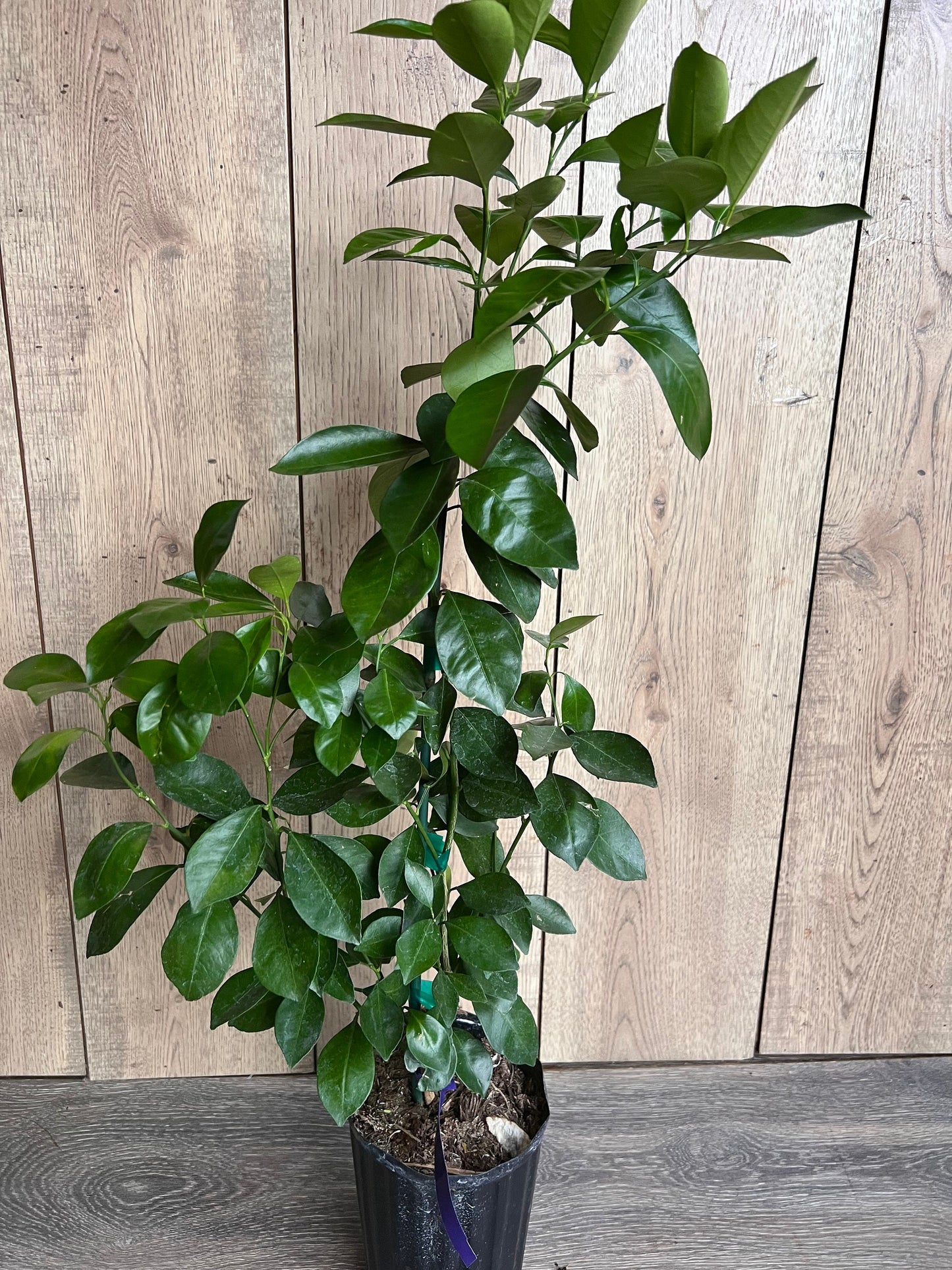 Calamondin , Calamansi , Grafted tree in Half Gallon Pot Tac chua, Florida Shipping Only