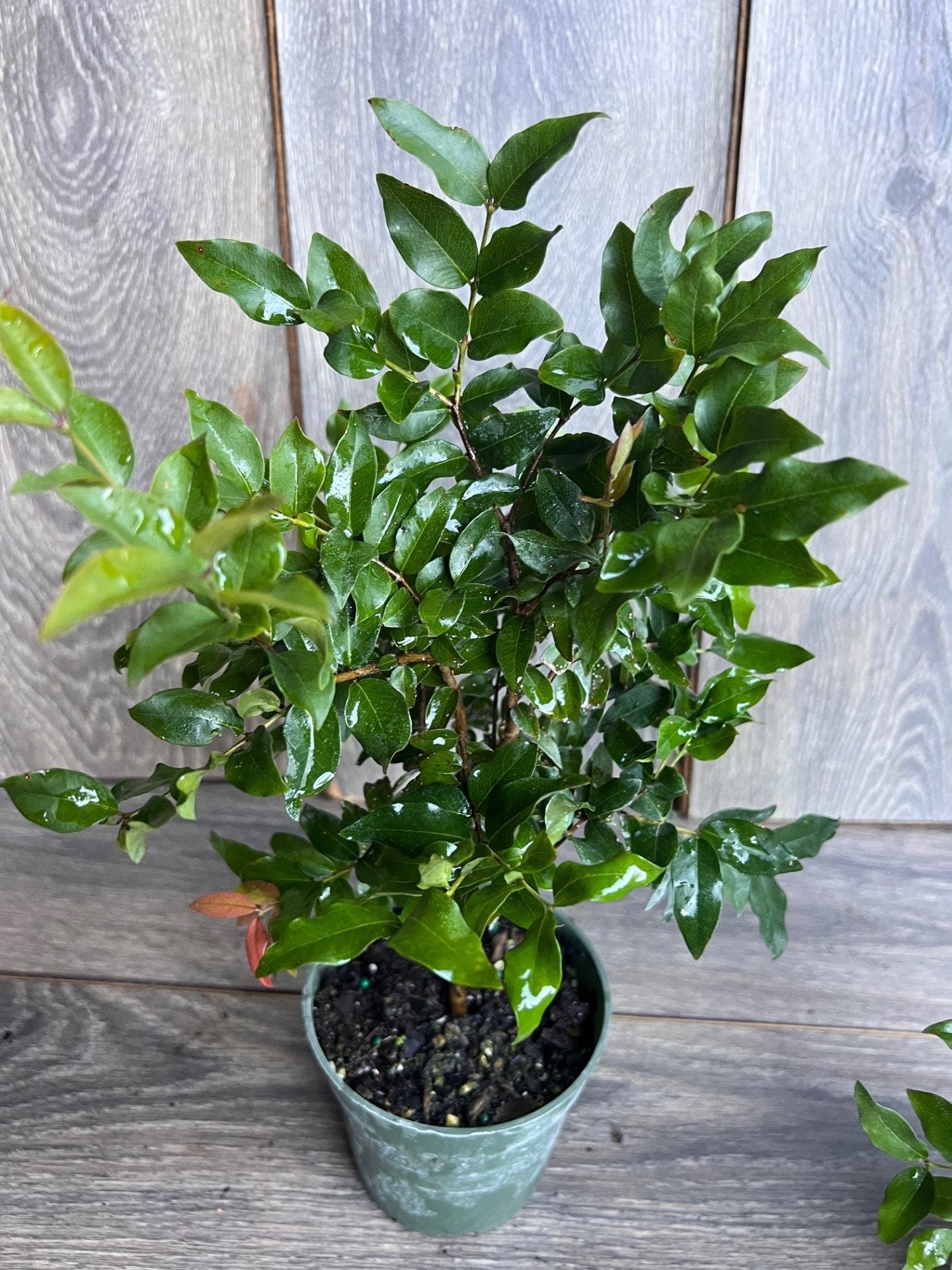 Myrciaria cauliflora Precoce, dwarf Jaboticaba Fruit Tree in 4" Pot