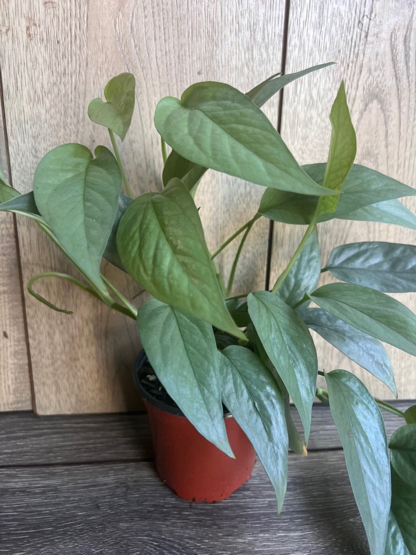 Cebu Blue in 4" Pot, Pothos