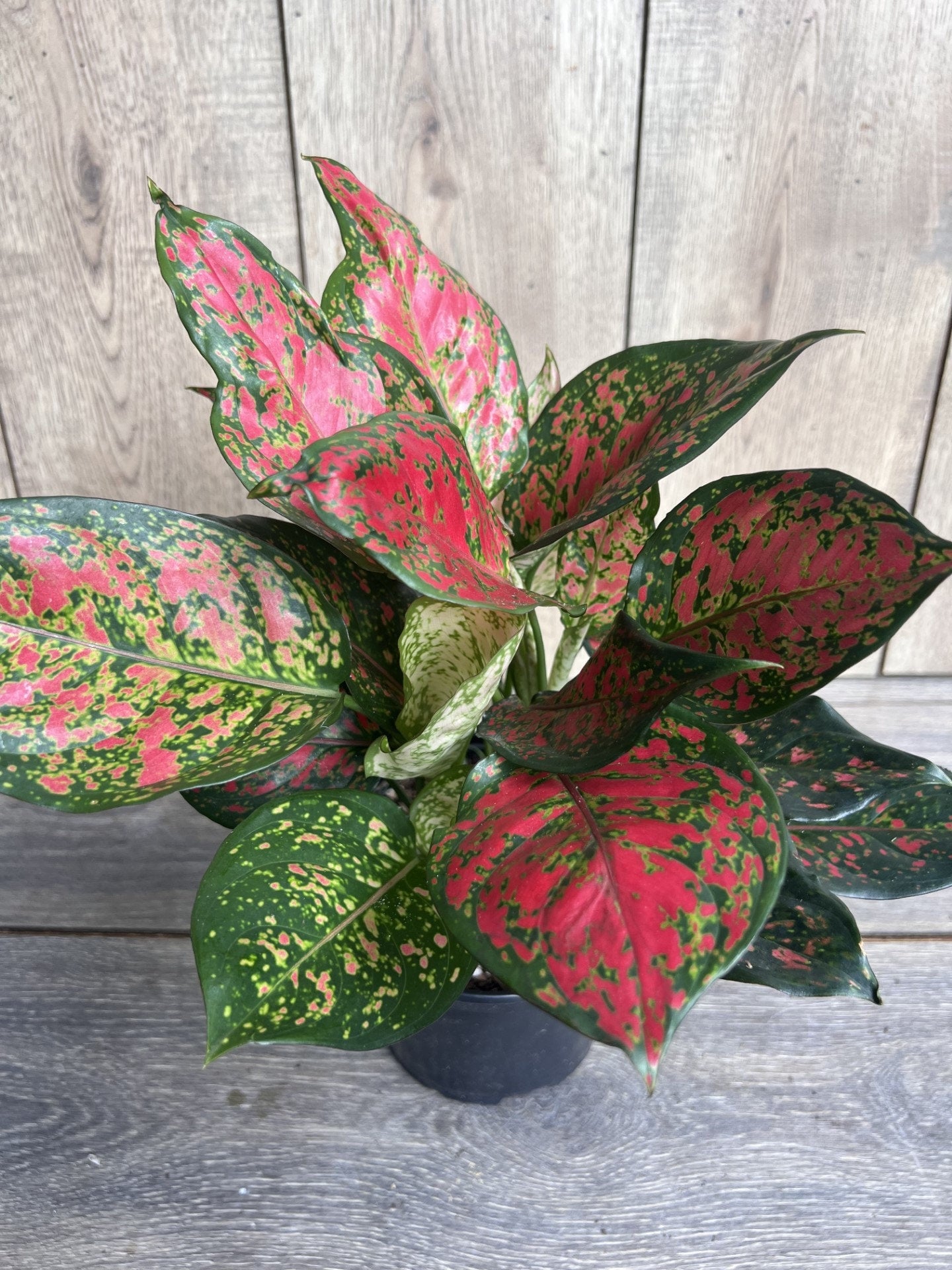 Aglaonema Wishes, Red Valentine in 6" Pot
