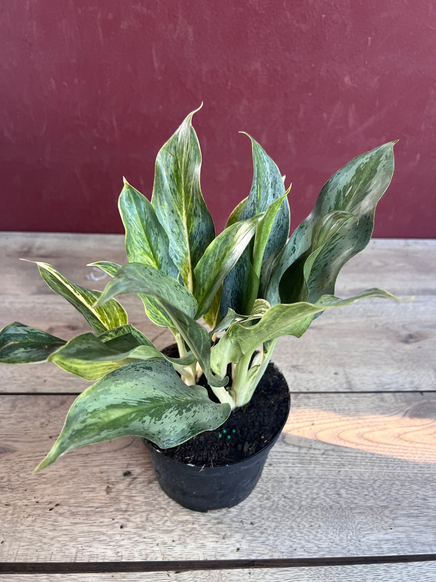 Aglaonema Koh Sumai in 6", Rare Aglaonema