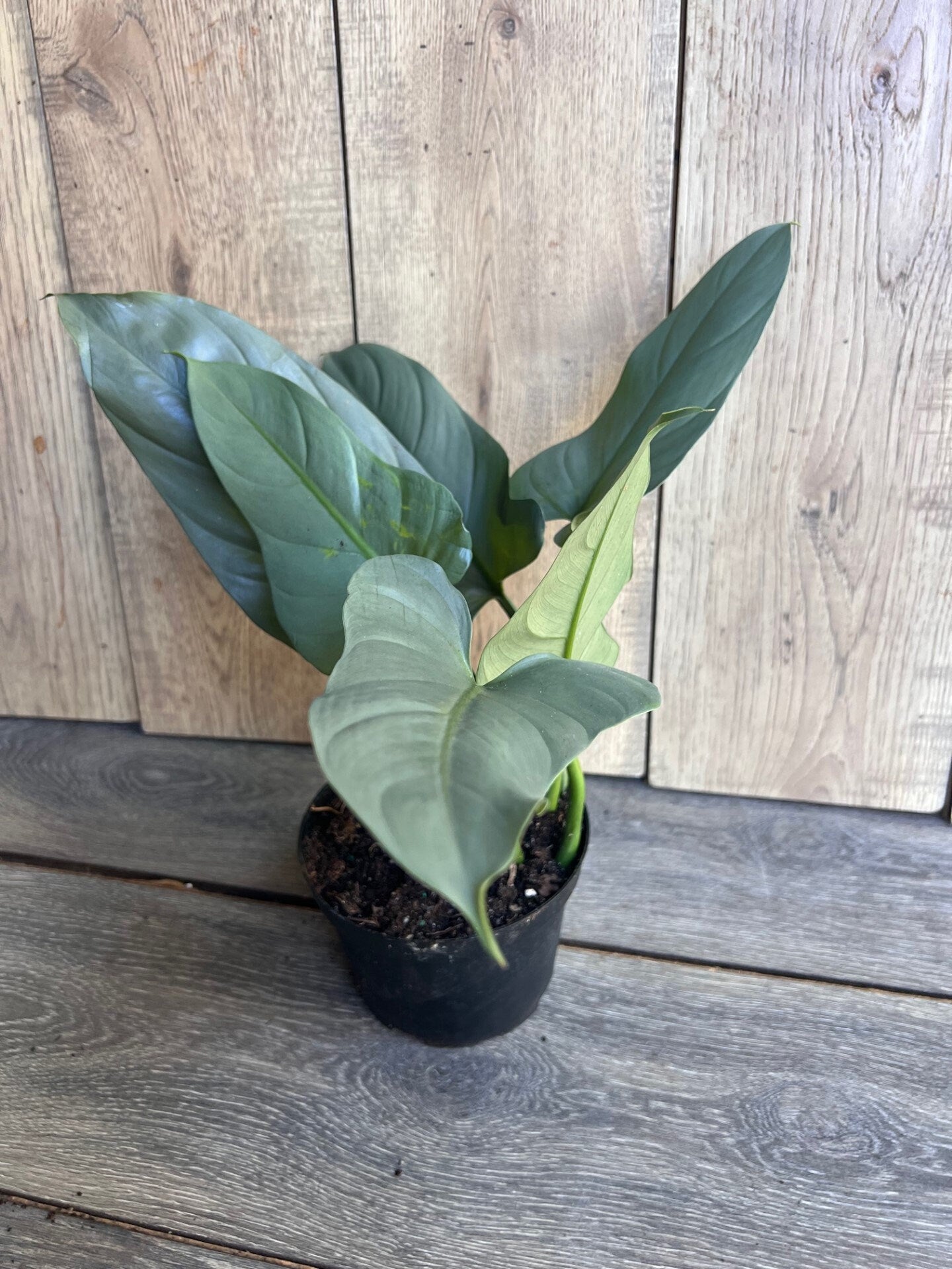 Philodendron SIlver Swords, Philodendron Hastatum in 6" pot