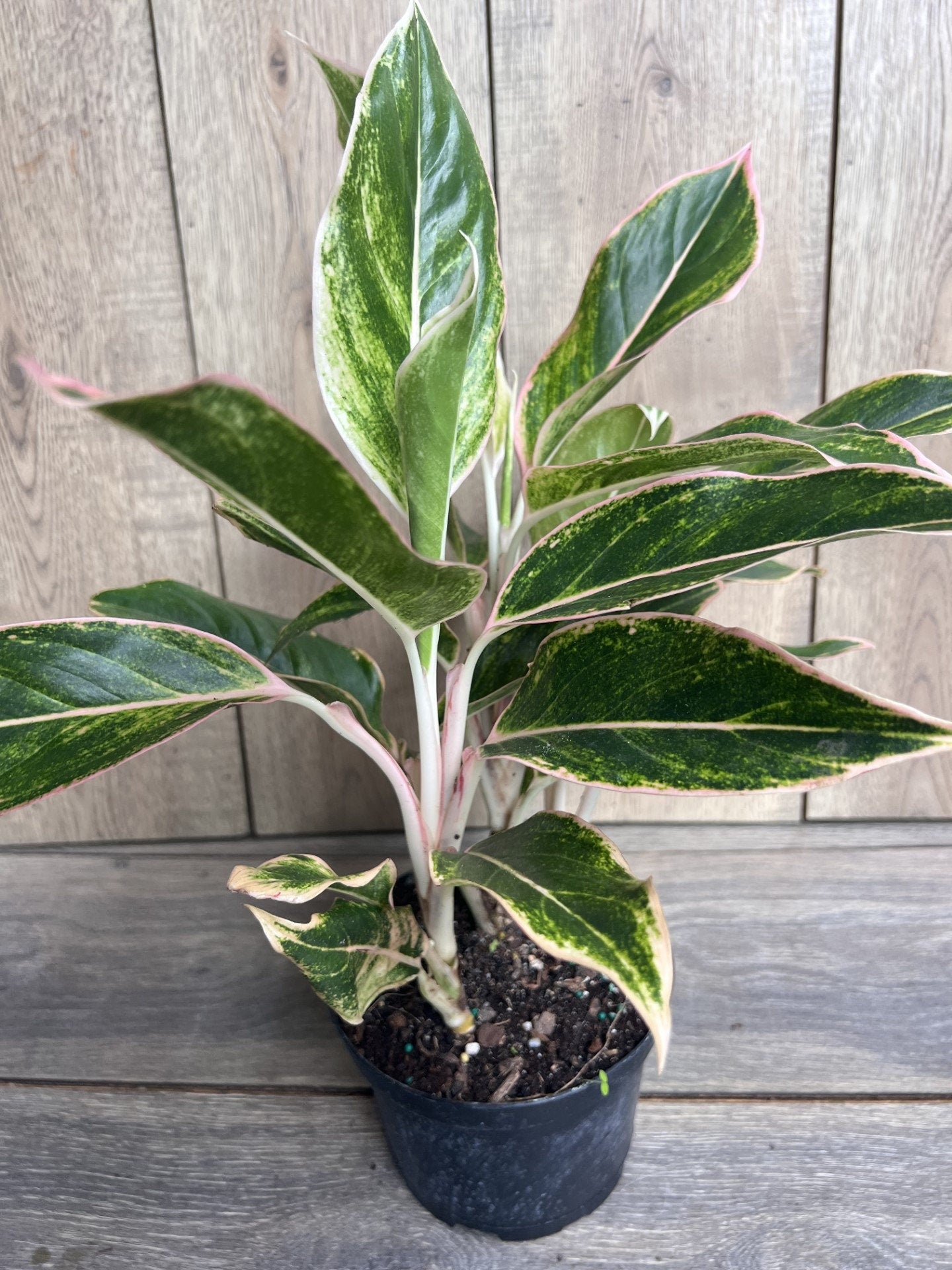 Aglaonema Pink Siam, Siam Aurora Aglaonema in 6" Pot