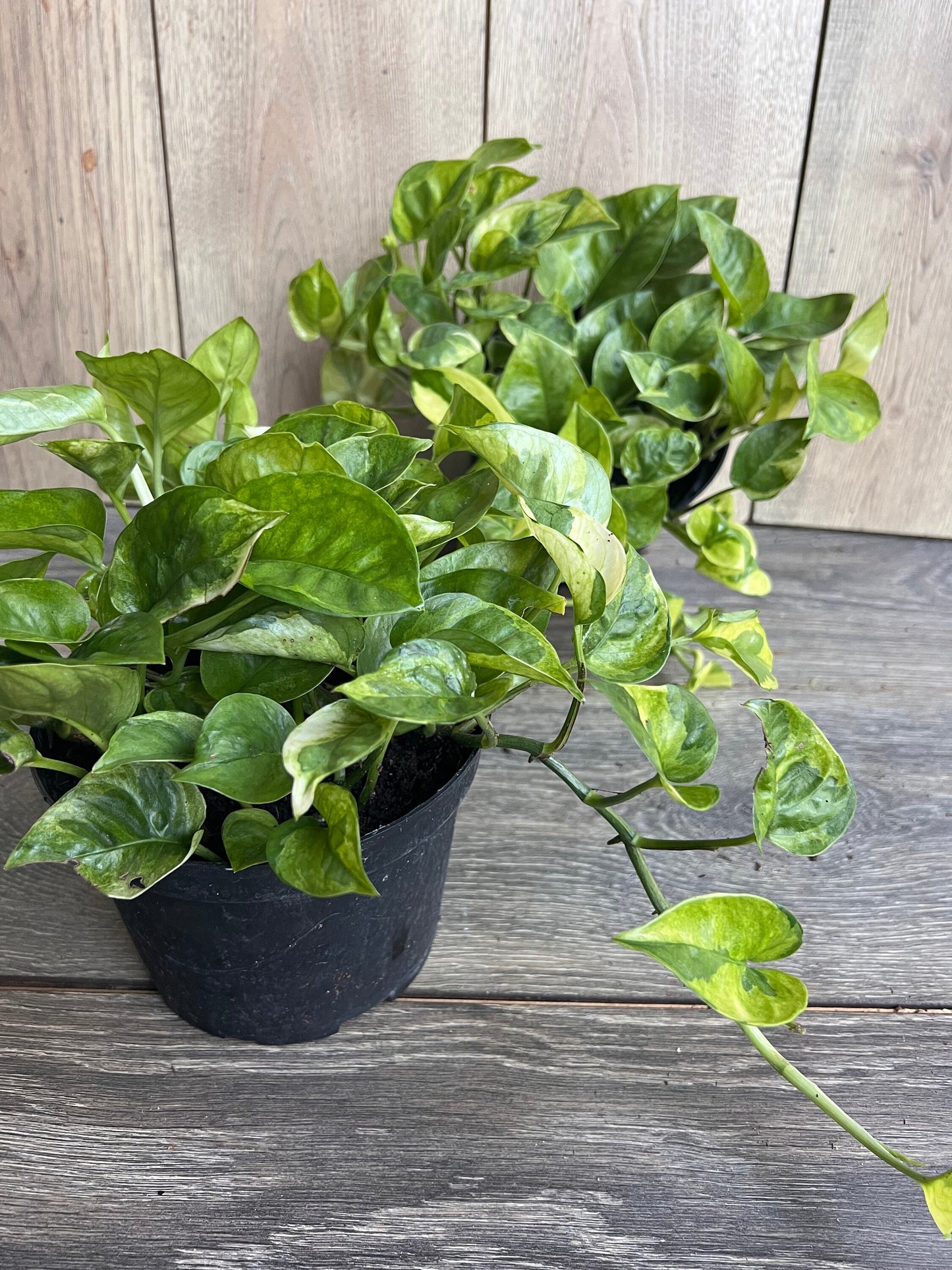 Epipremnum Lemon Meringue in 6" Pot, Lemon Meringue Pothos
