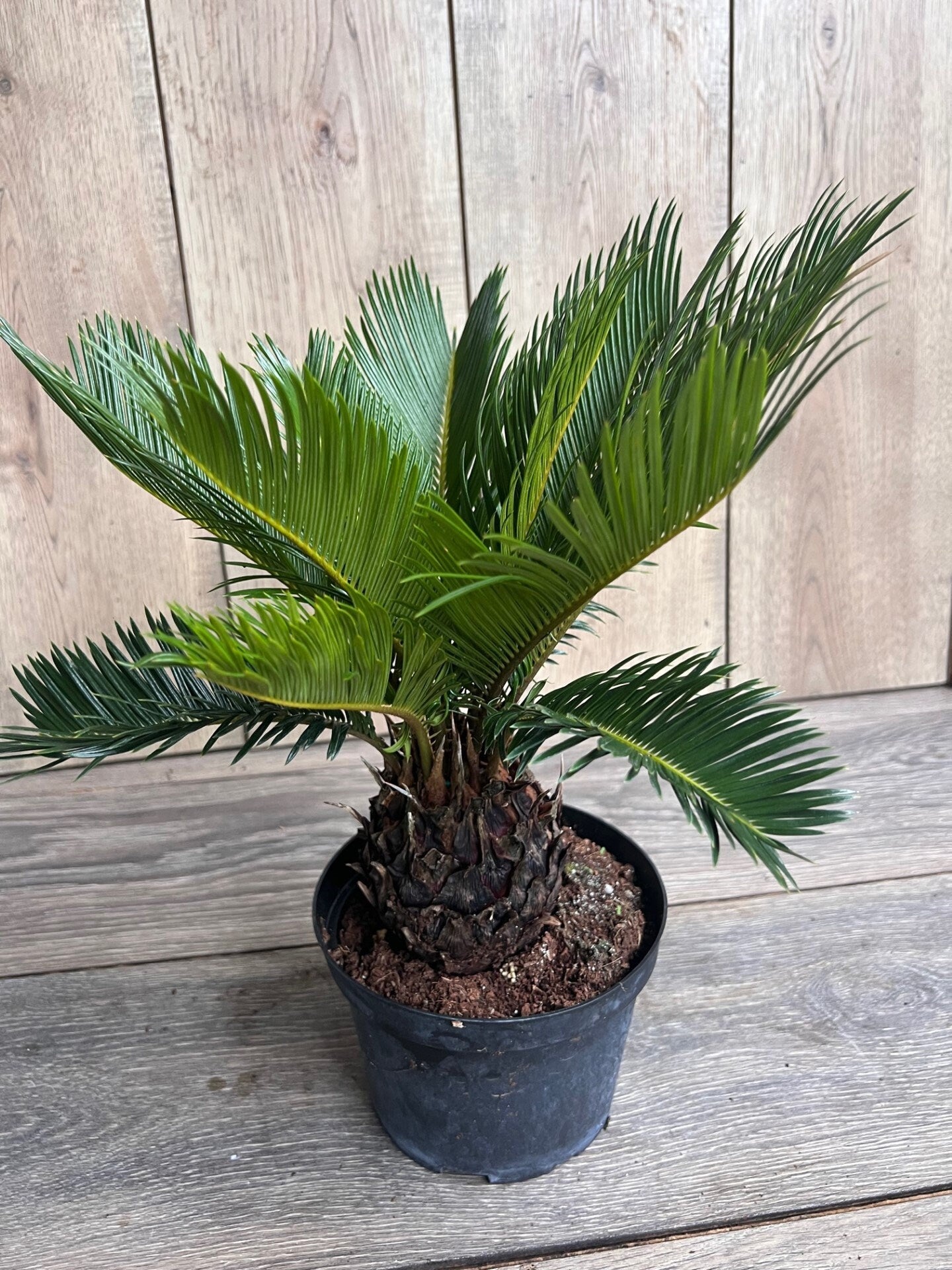 King Sago Palm 6" inch pot, Cycas revoluta