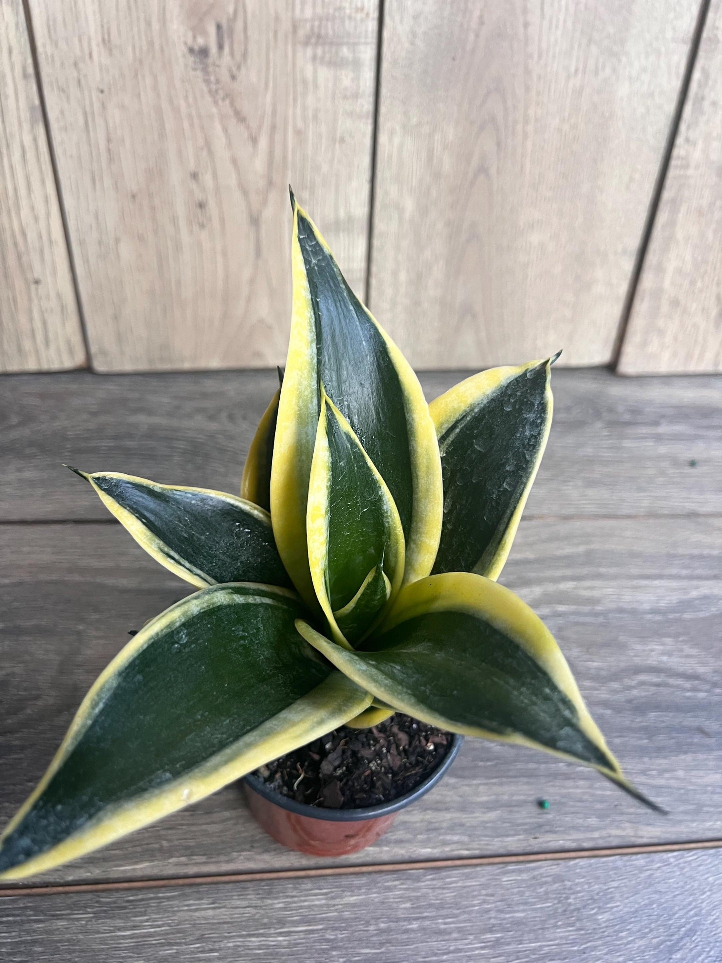 Sansevieria Jade Pagoda Hahnii in 4"pot, snake plant