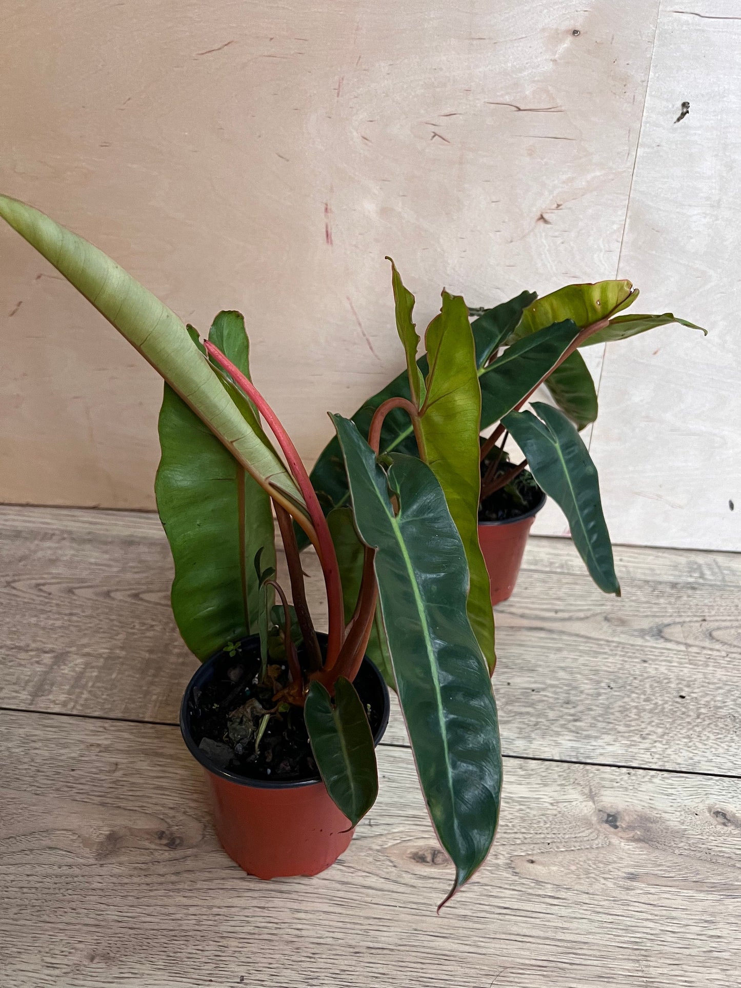 Philodendron Billietiae in 4" Pot