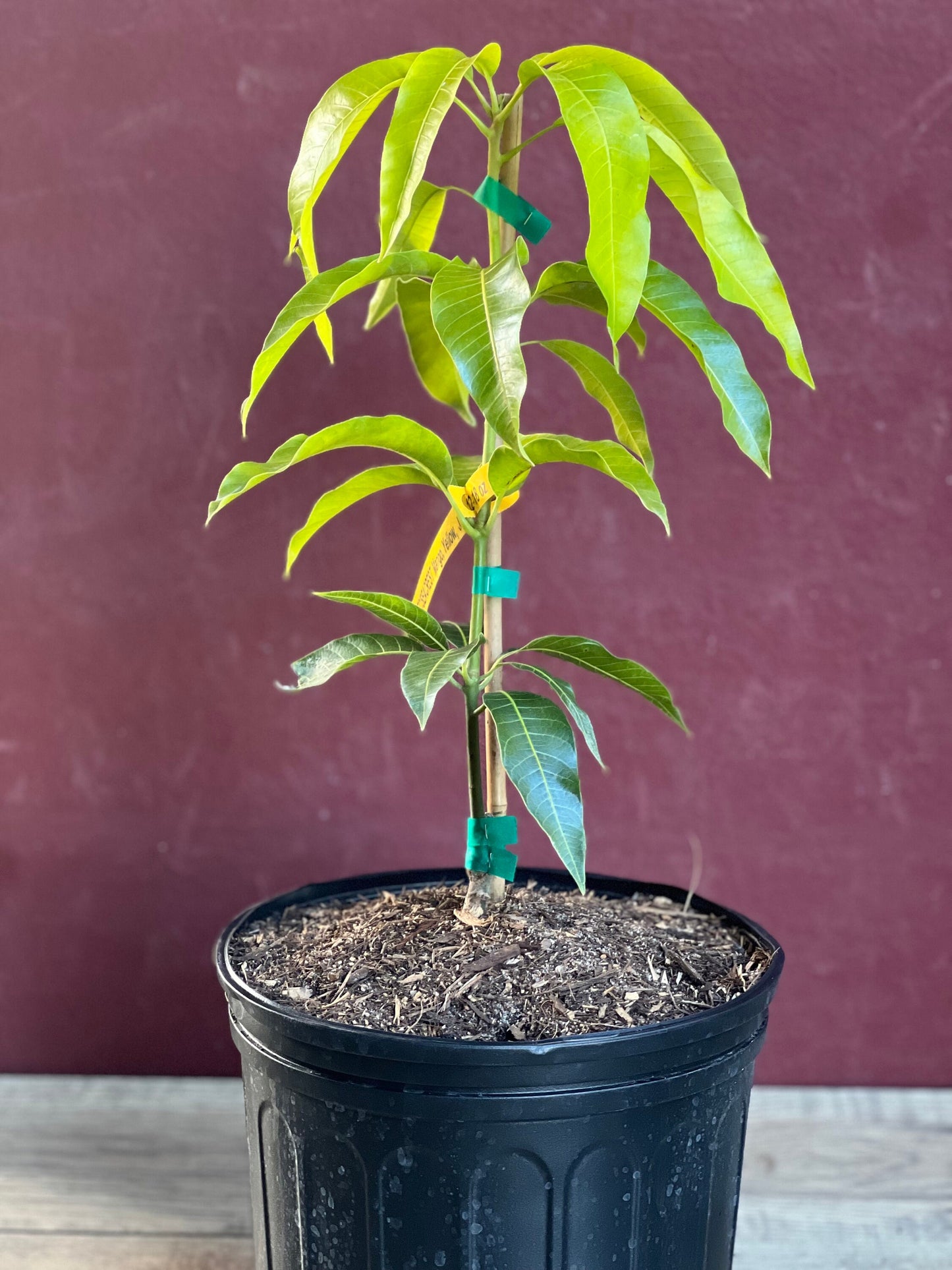 Triple Sec mango , grafted in 3 gallons pot. No Ship to CA and HI