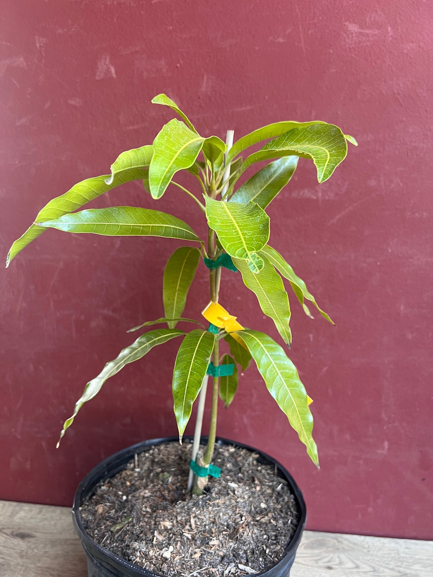 Fruit Punch Mango Tree, grafted in 3 gallons pot, No Ship to CA and HI