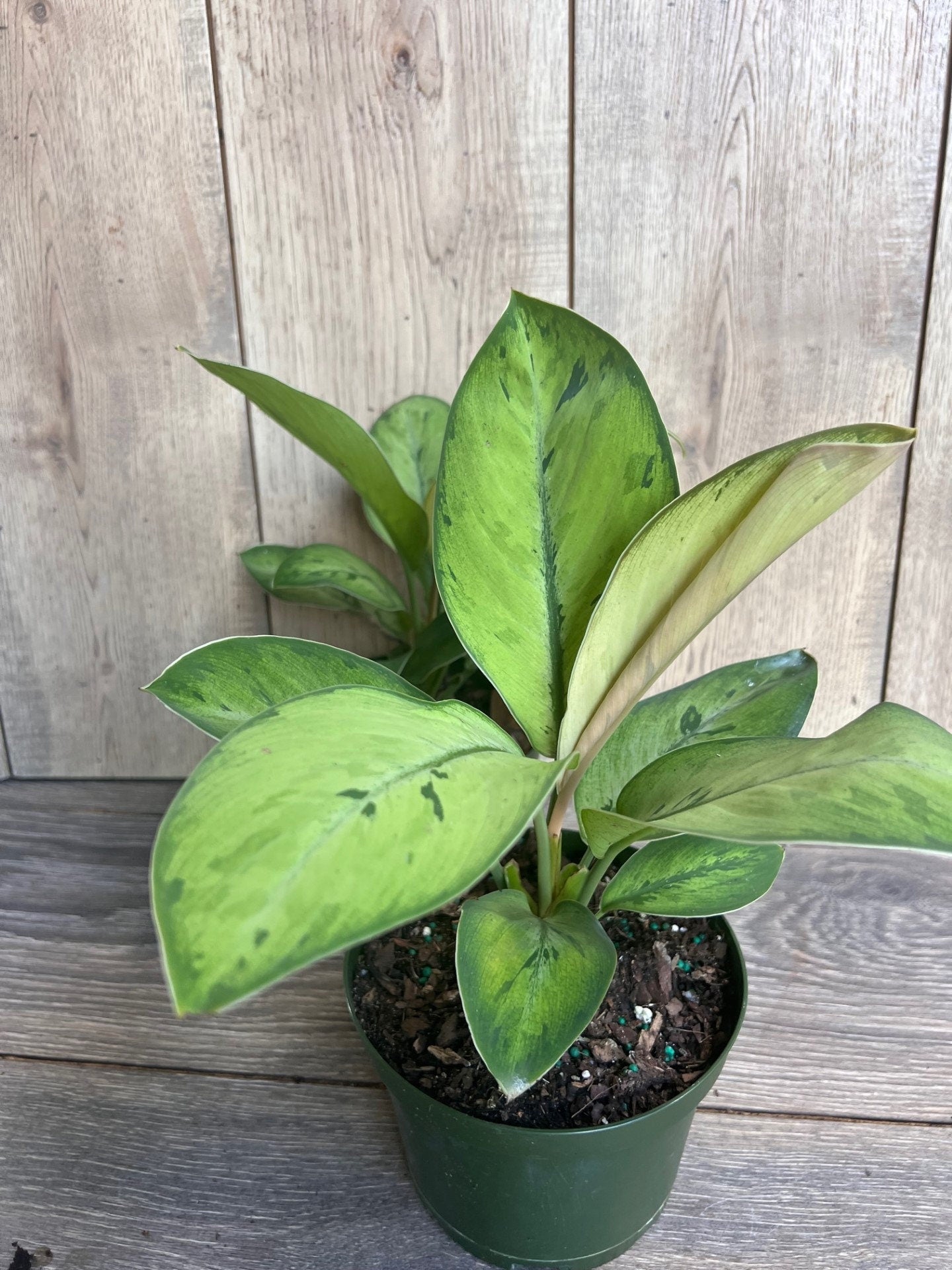 Homalomena Shelby, homalomena in 6" Pot