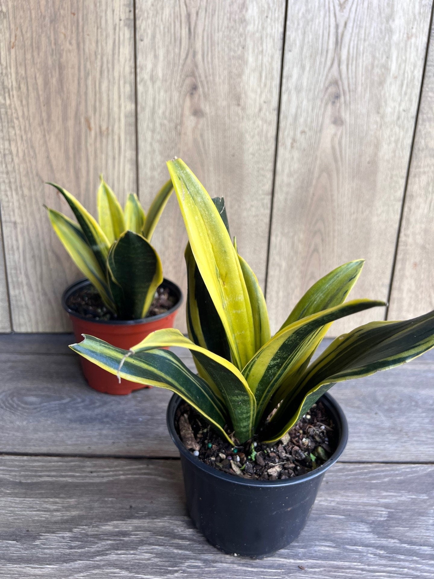 Golden Flame Sansevieria in 6" Pot , Snake plant