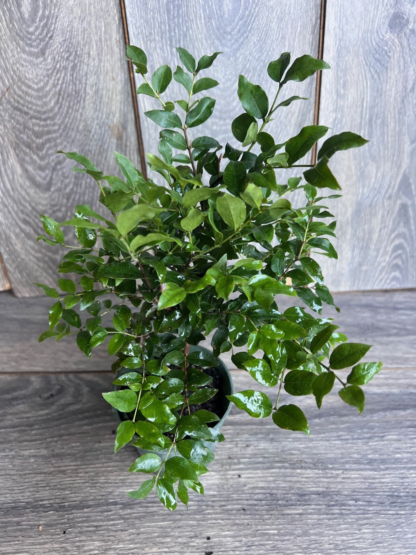 Myrciaria cauliflora Precoce, dwarf Jaboticaba Fruit Tree in 4" Pot
