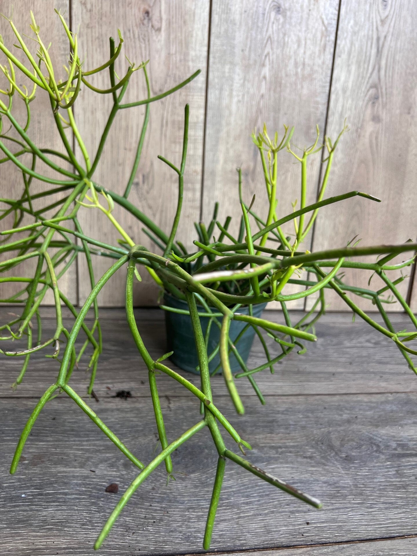 Euphorbia tirucalli, Pencil Cactus in 6" Pot