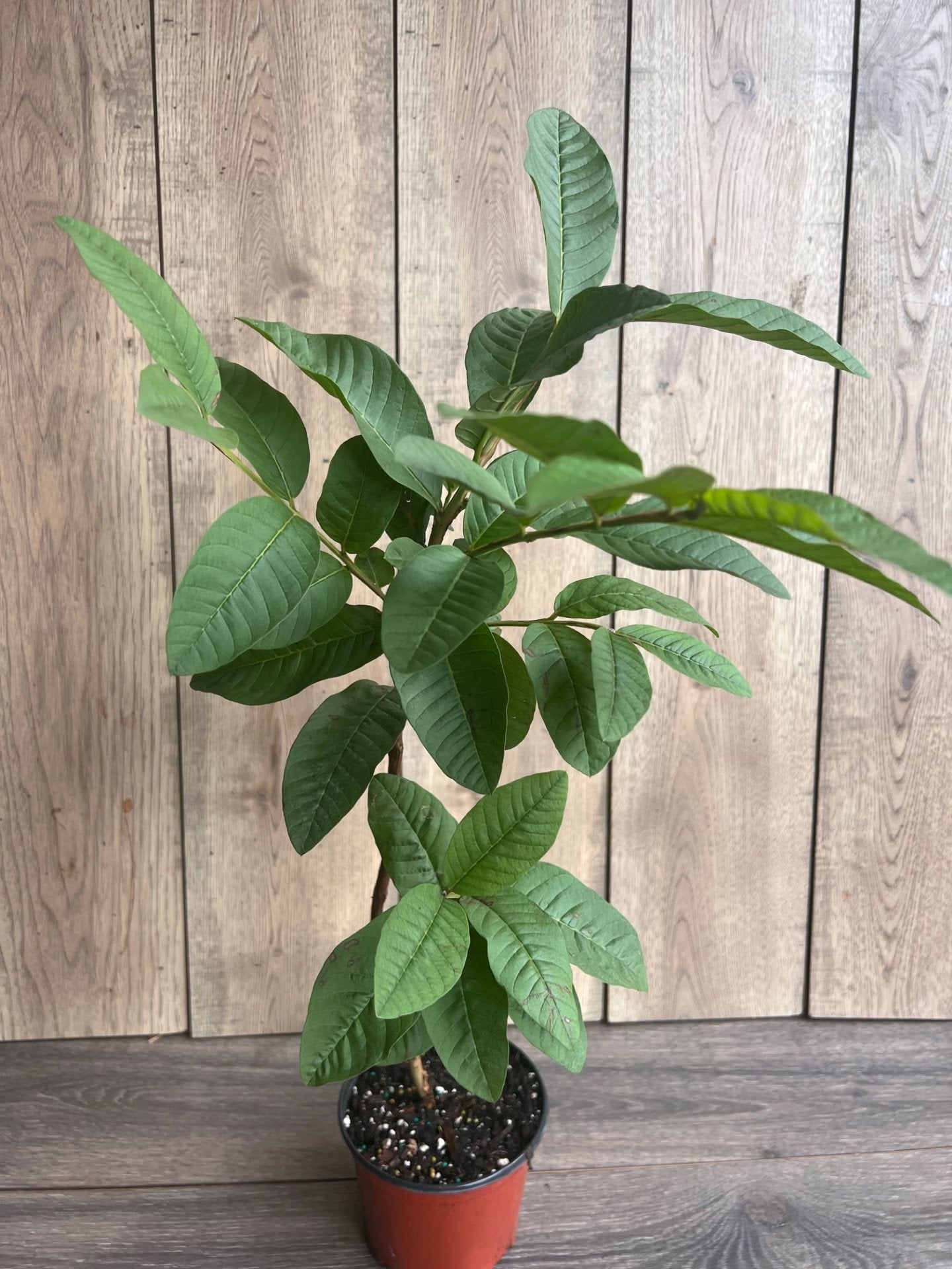 Guava Plant in 6" Pot, Jambu Batu, Psidium guajava, Pink Guava tree