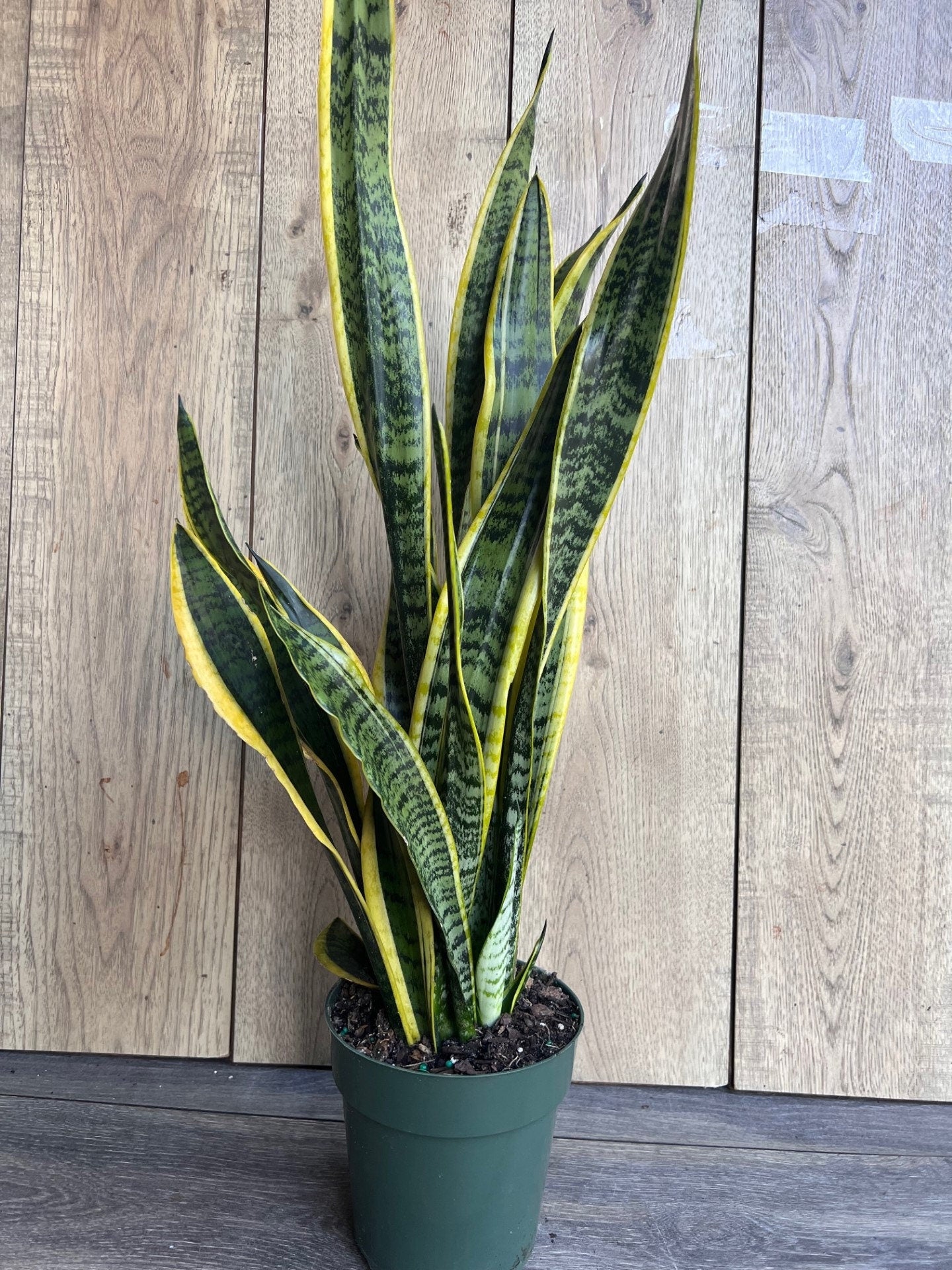 Sansevieria Trifasciata, Snake Plant Laurentii, 6"Pot Indoor Air Purifiernt