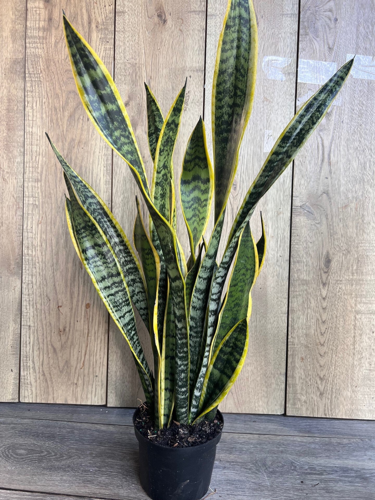 Sansevieria Trifasciata, Snake Plant Laurentii, 6"Pot Indoor Air Purifiernt