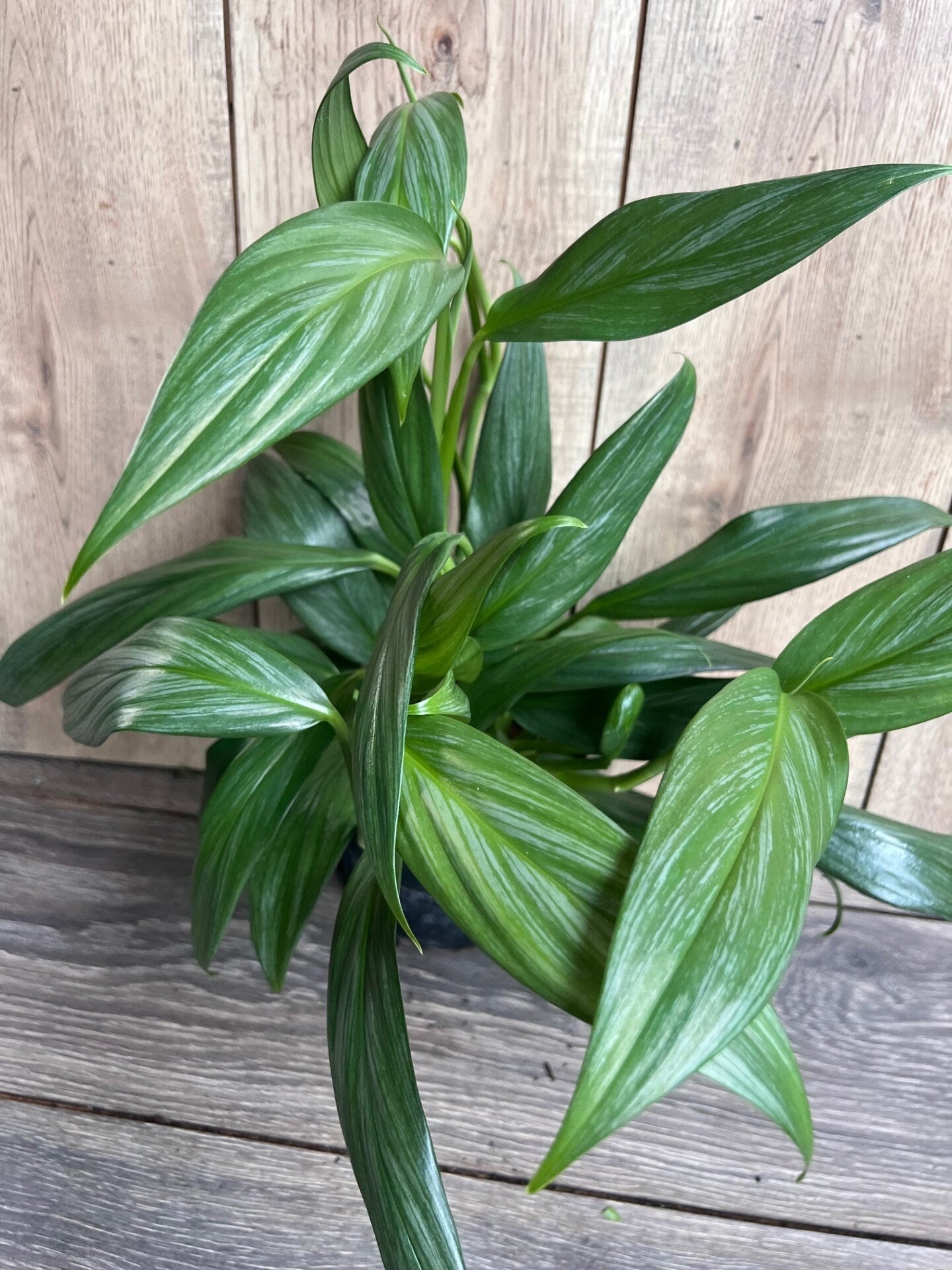 Epipremnum Amplissimum Silver in 6" Pot